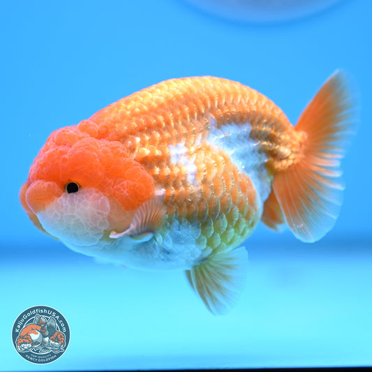 Red White Lionchu 3.5in Body (240823_RC02) - Kaiju Goldfish USA