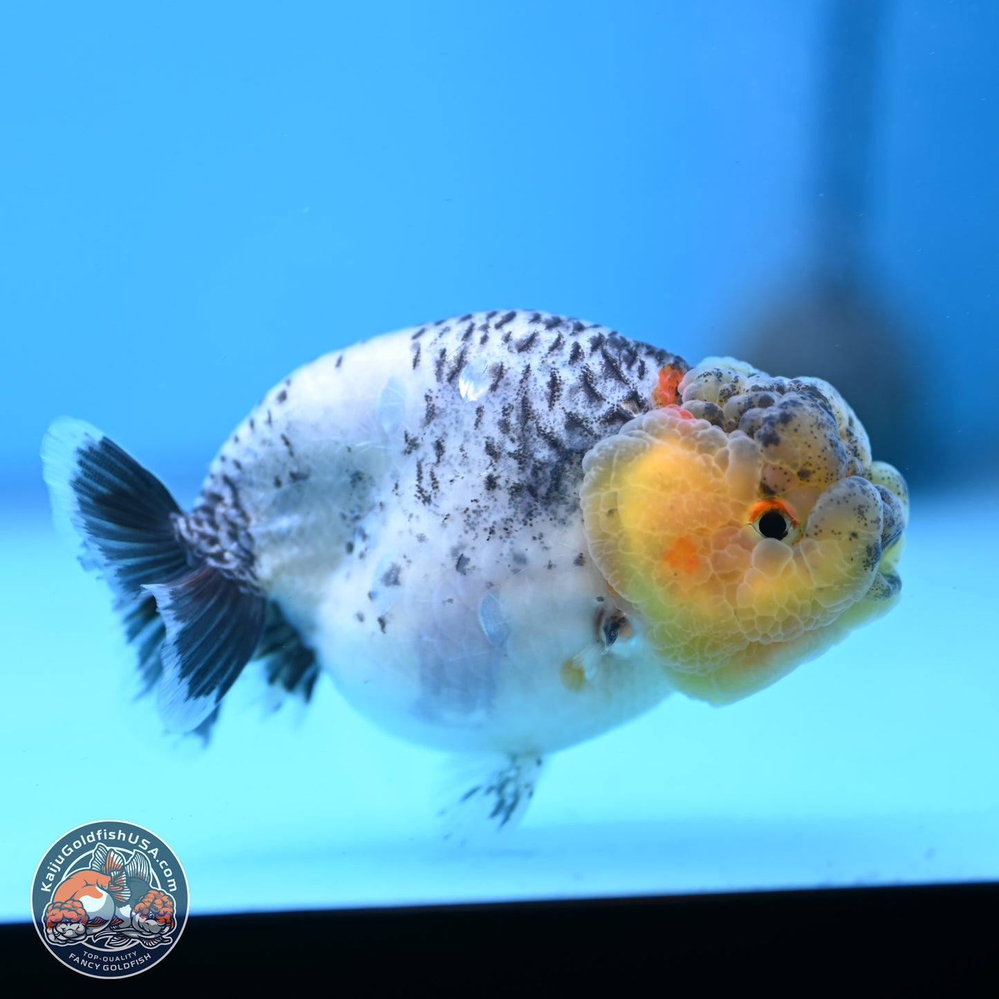 READ DESCRIPTION: Blue Based Ranchu 3.5 inches Body - Male (250307_RC02)