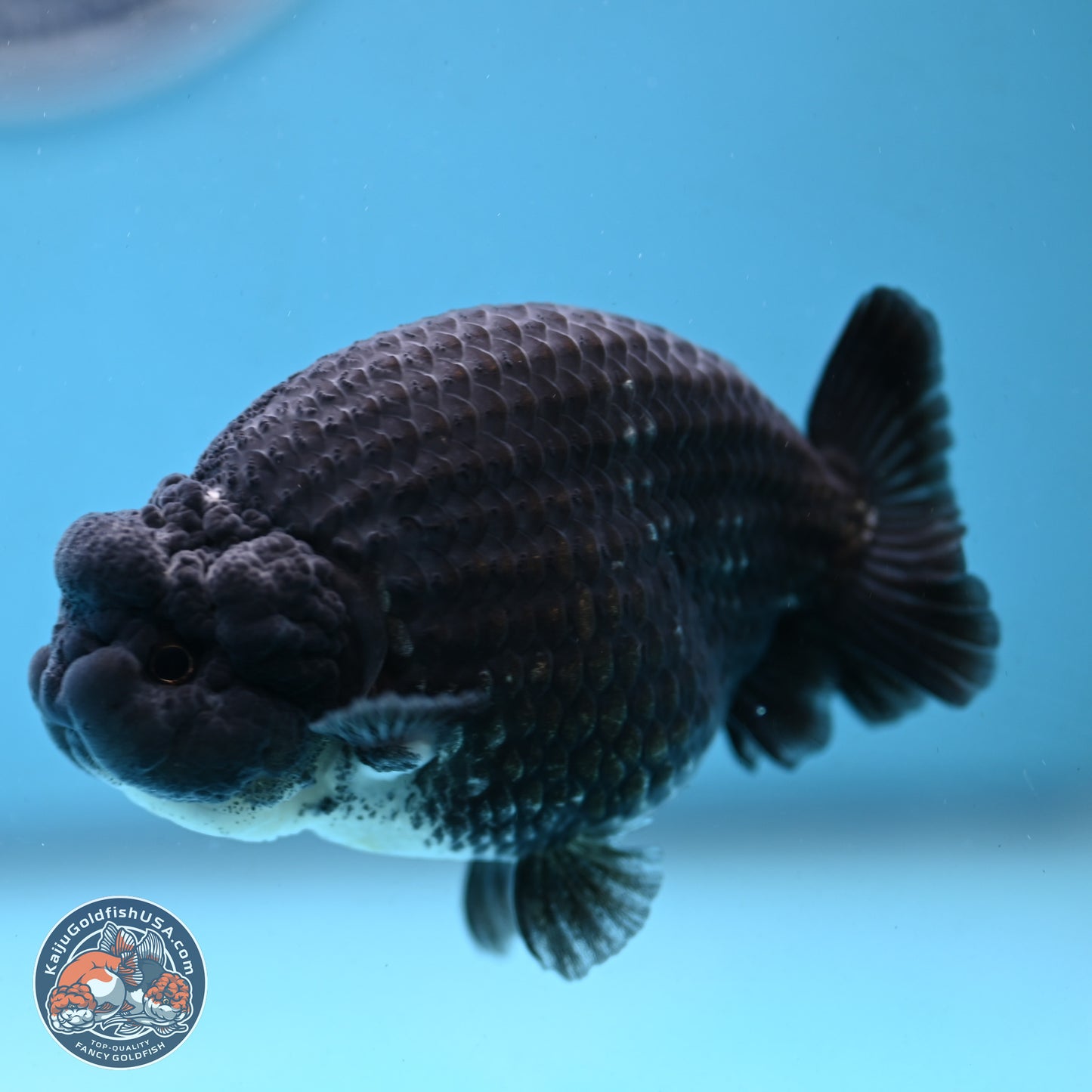 Blue Base Black Ranchu 3.75 inches Body - Male (250103_RC02) - Kaiju Goldfish USA