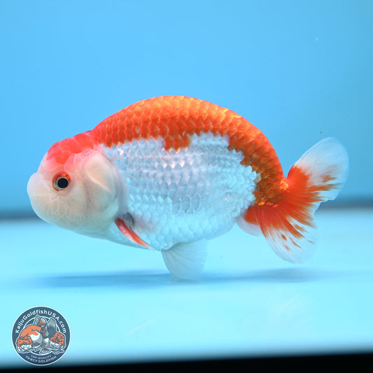 Red White Buffalo Ranchu 5 inches (241025_RC02) - Kaiju Goldfish USA