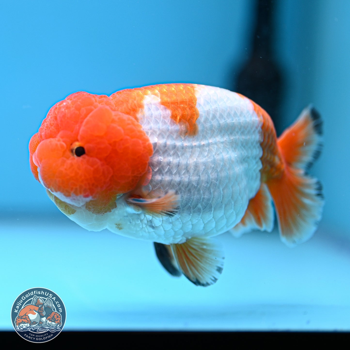 A Grade Red White Lionchu 4-4.5 inches (240906_RC02) - Kaiju Goldfish USA