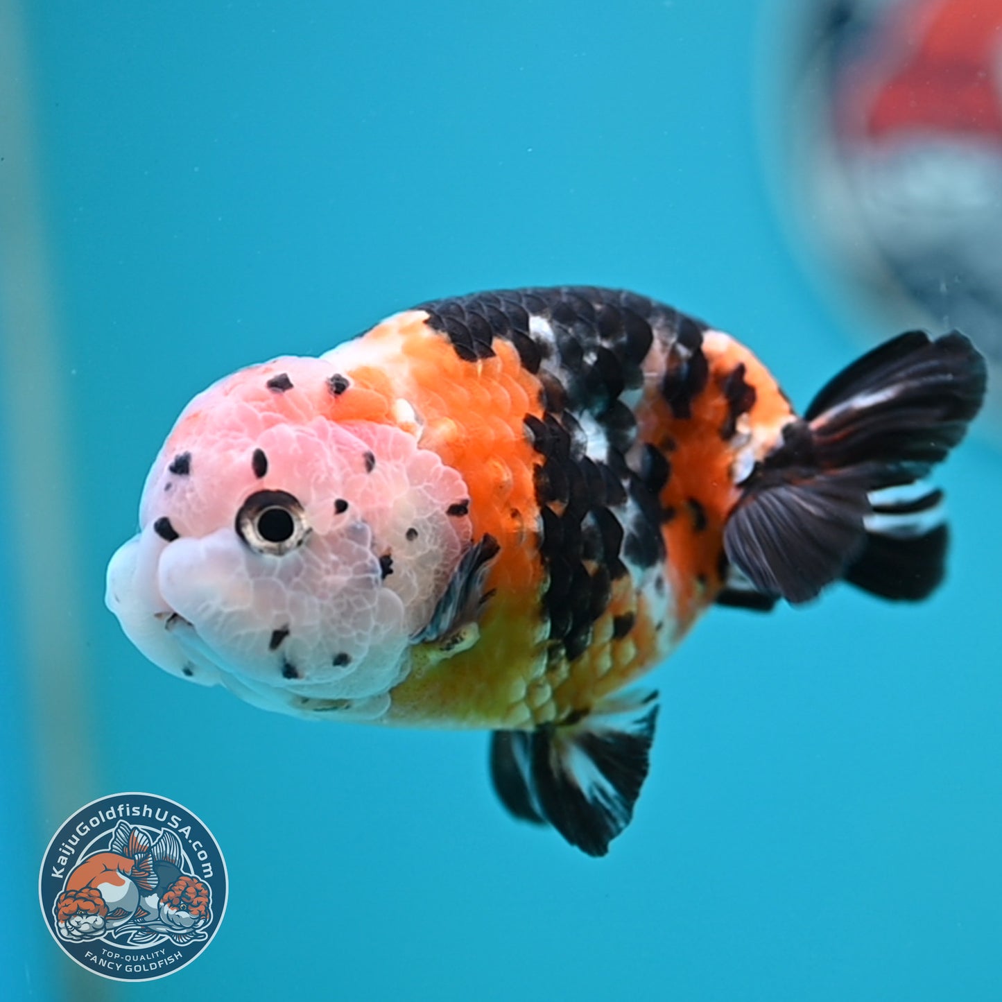 Cow Ranchu 3.75 inches Body (250502_RC02)