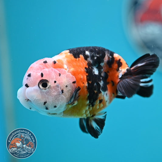 Cow Ranchu 3.75 inches Body (250502_RC02)