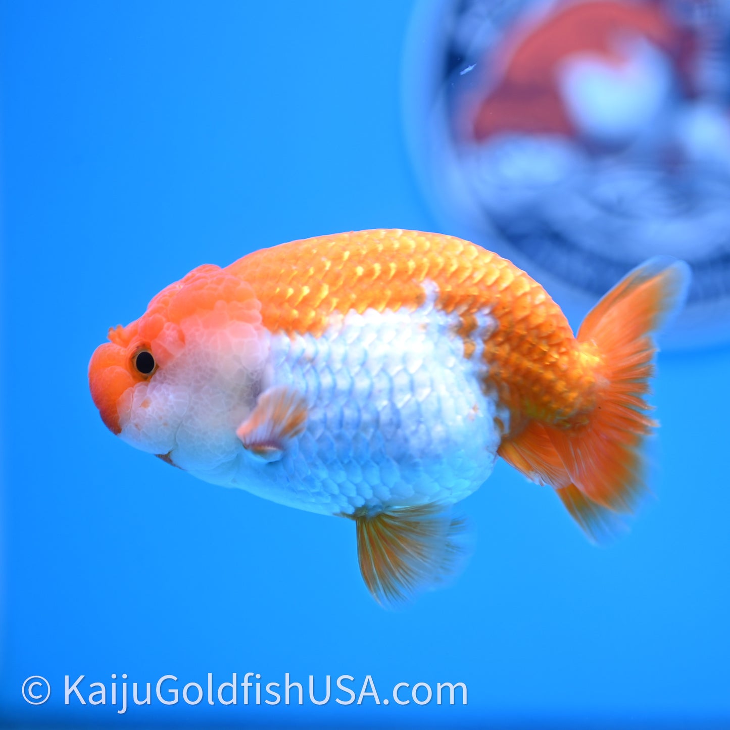 Red White Lionchu 4in body (240726_RC02) - Kaiju Goldfish USA