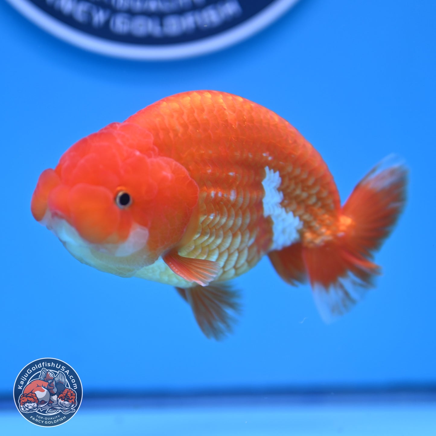 Red White Ranchu 4in Body (240802_RC02) - Kaiju Goldfish USA