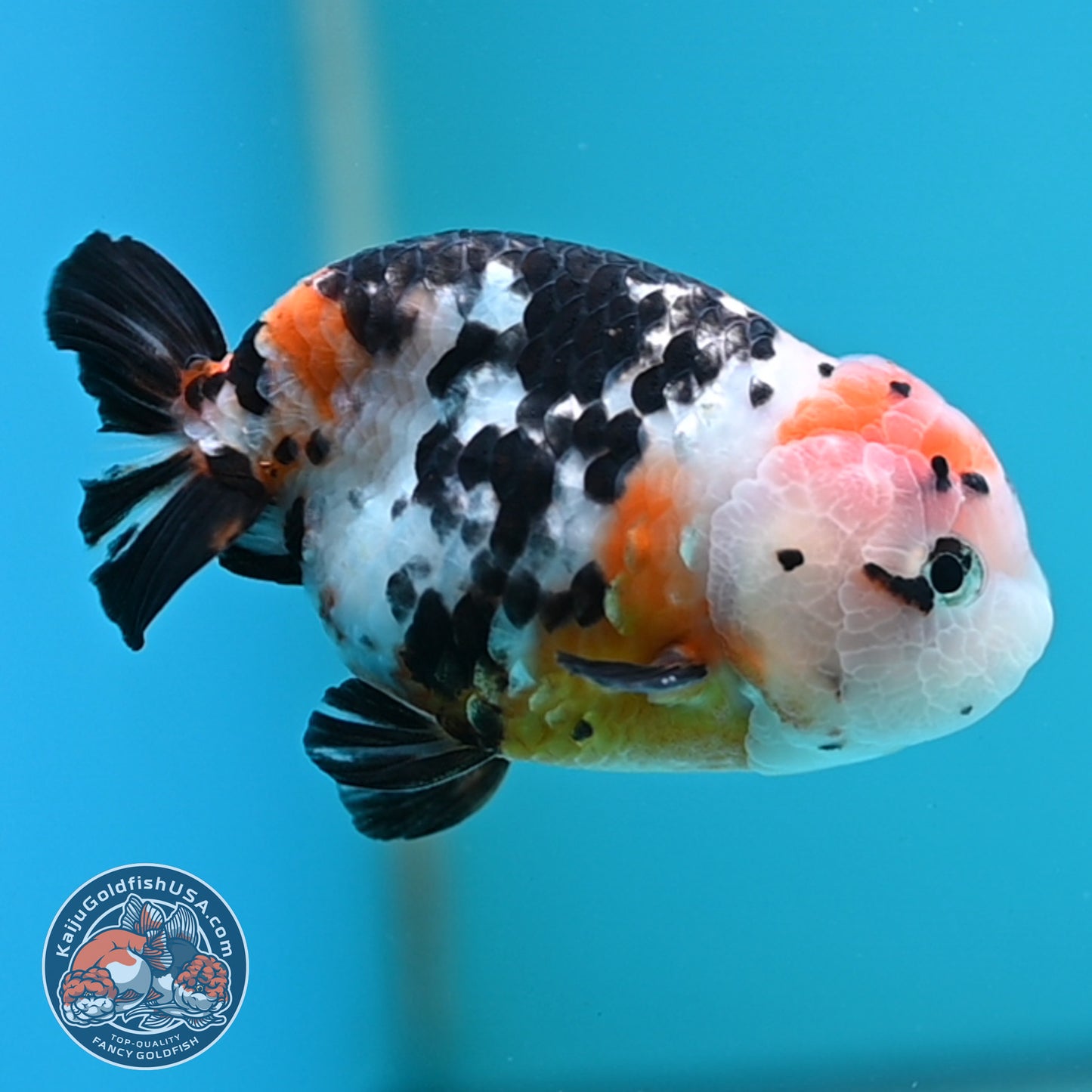 Cow Ranchu 3.75 inches Body (250502_RC02)