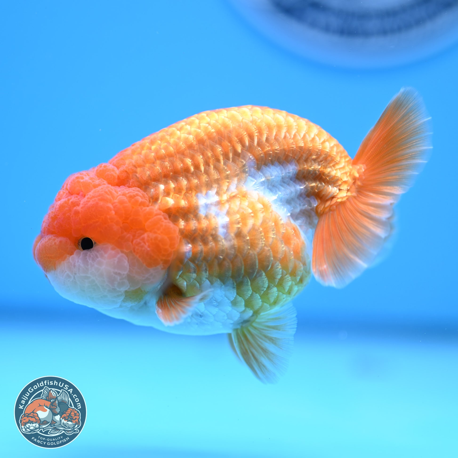 Red White Lionchu 3.5in Body (240823_RC02) - Kaiju Goldfish USA