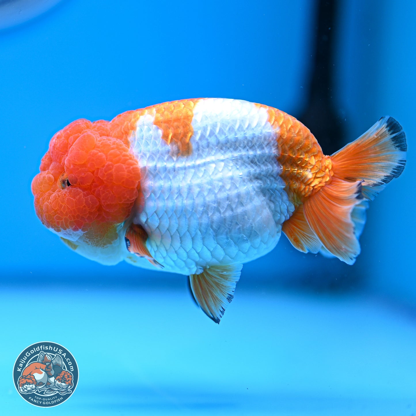 A Grade Red White Lionchu 4-4.5 inches (240906_RC02) - Kaiju Goldfish USA