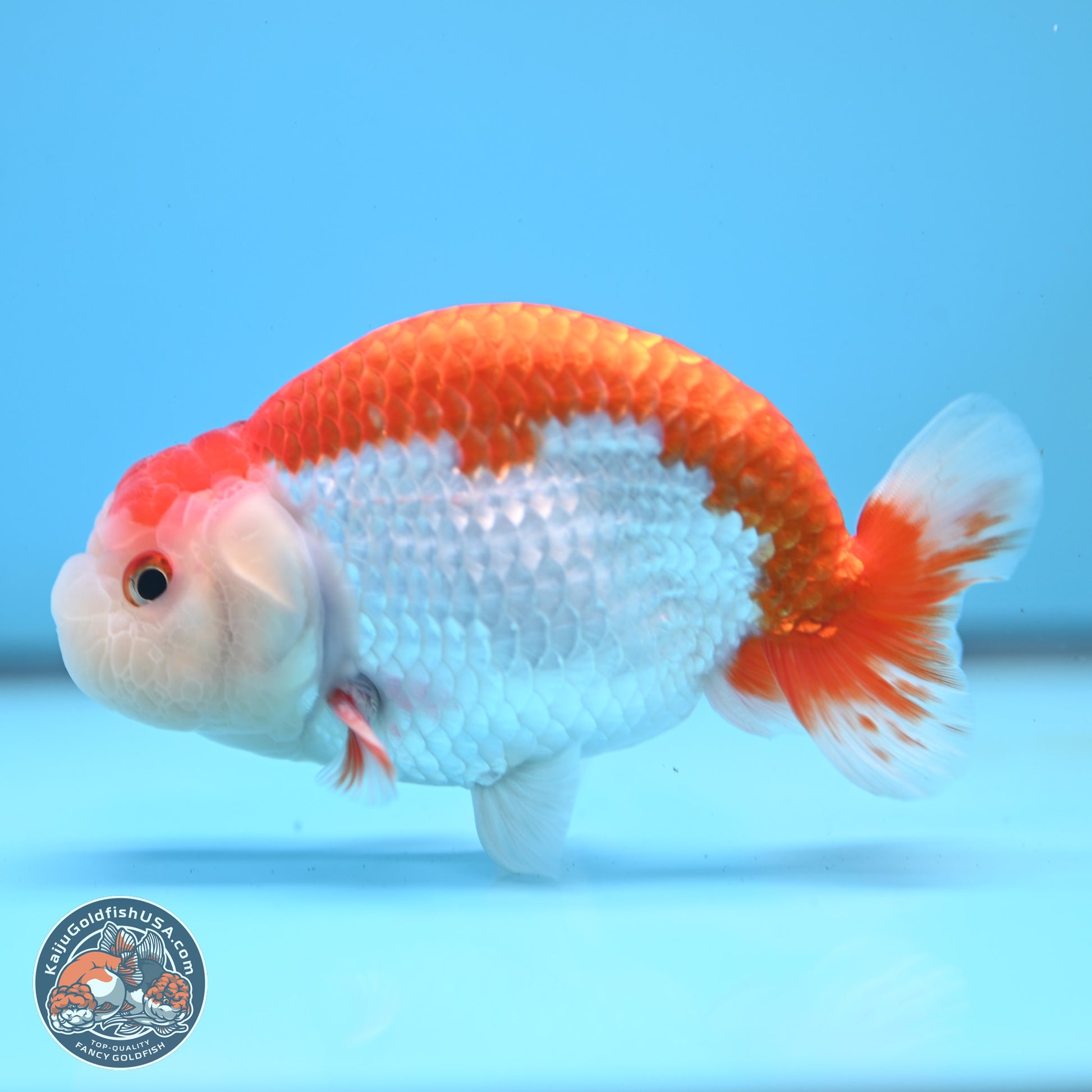 Red White Buffalo Ranchu 5 inches (241025_RC02) - Kaiju Goldfish USA