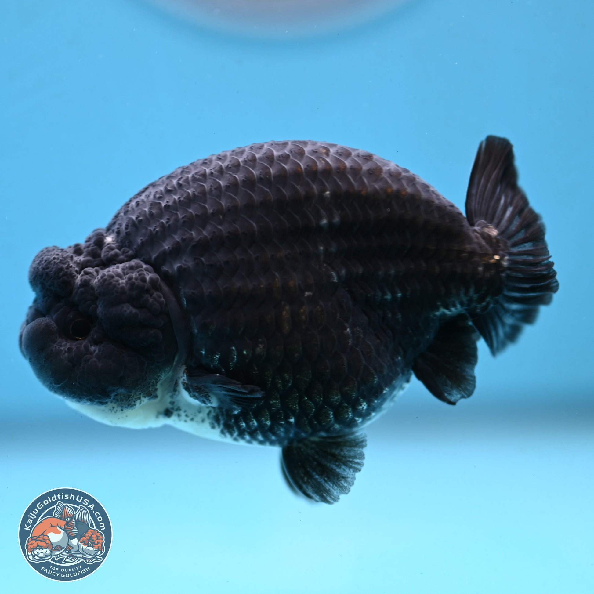 Blue Base Black Ranchu 3.75 inches Body - Male (250103_RC02) - Kaiju Goldfish USA