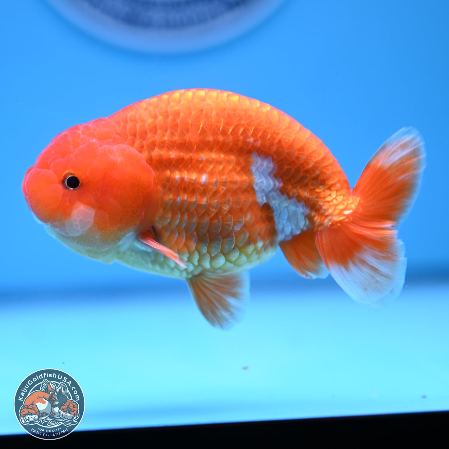 Red White Ranchu 4in Body (240802_RC02) - Kaiju Goldfish USA