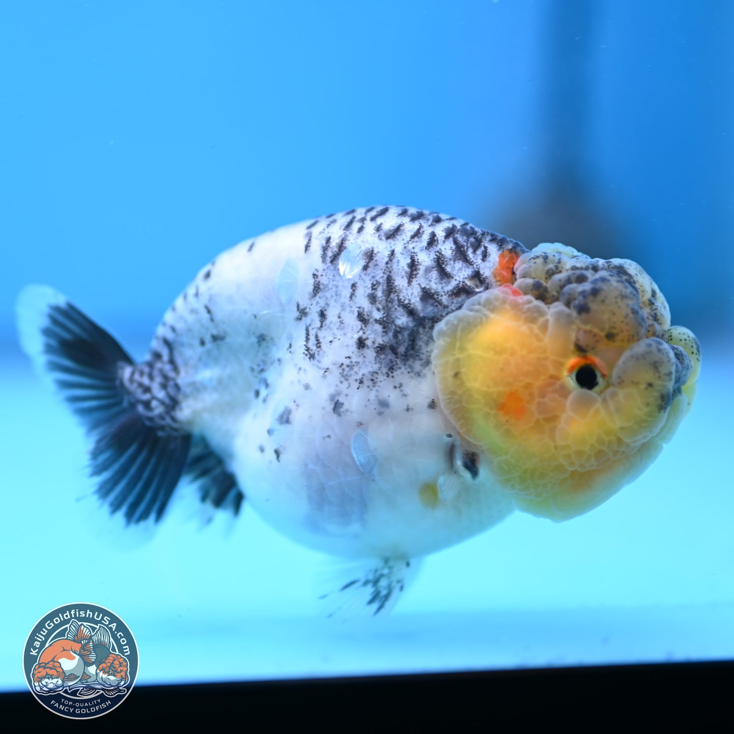READ DESCRIPTION: Blue Based Ranchu 3.5 inches Body - Male (250307_RC02)