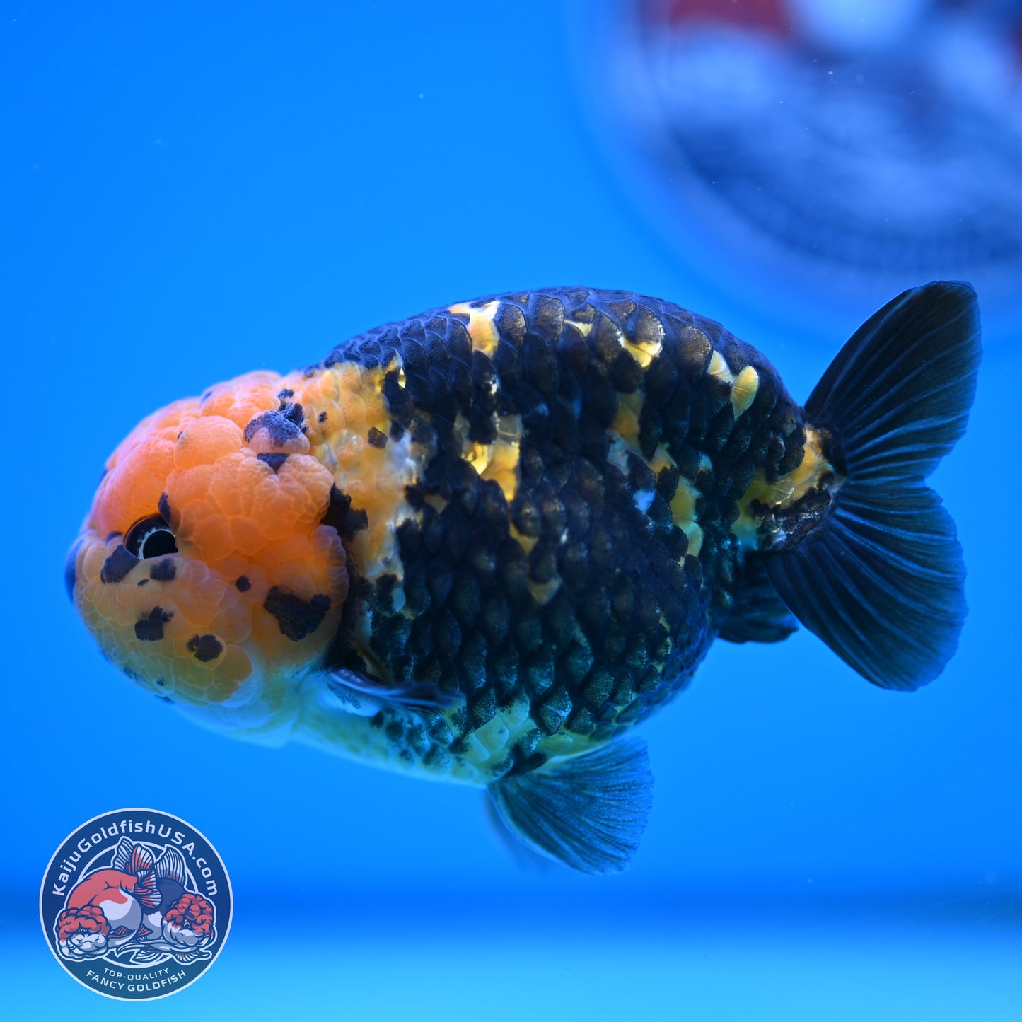 Read Description - Heavy Ink Ranchu 4 inches Body - Male (250418_RC02)