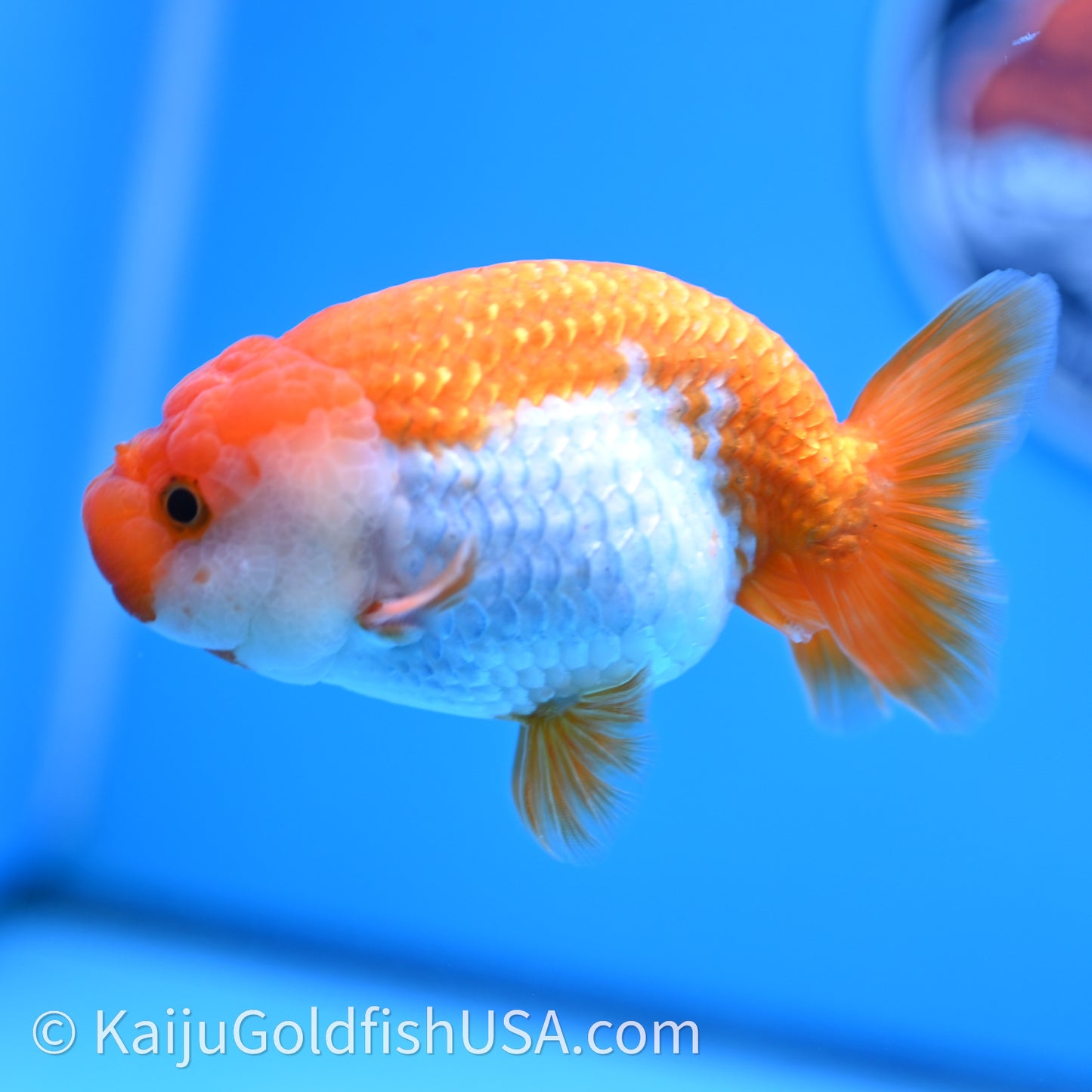 Red White Lionchu 4in body (240726_RC02) - Kaiju Goldfish USA