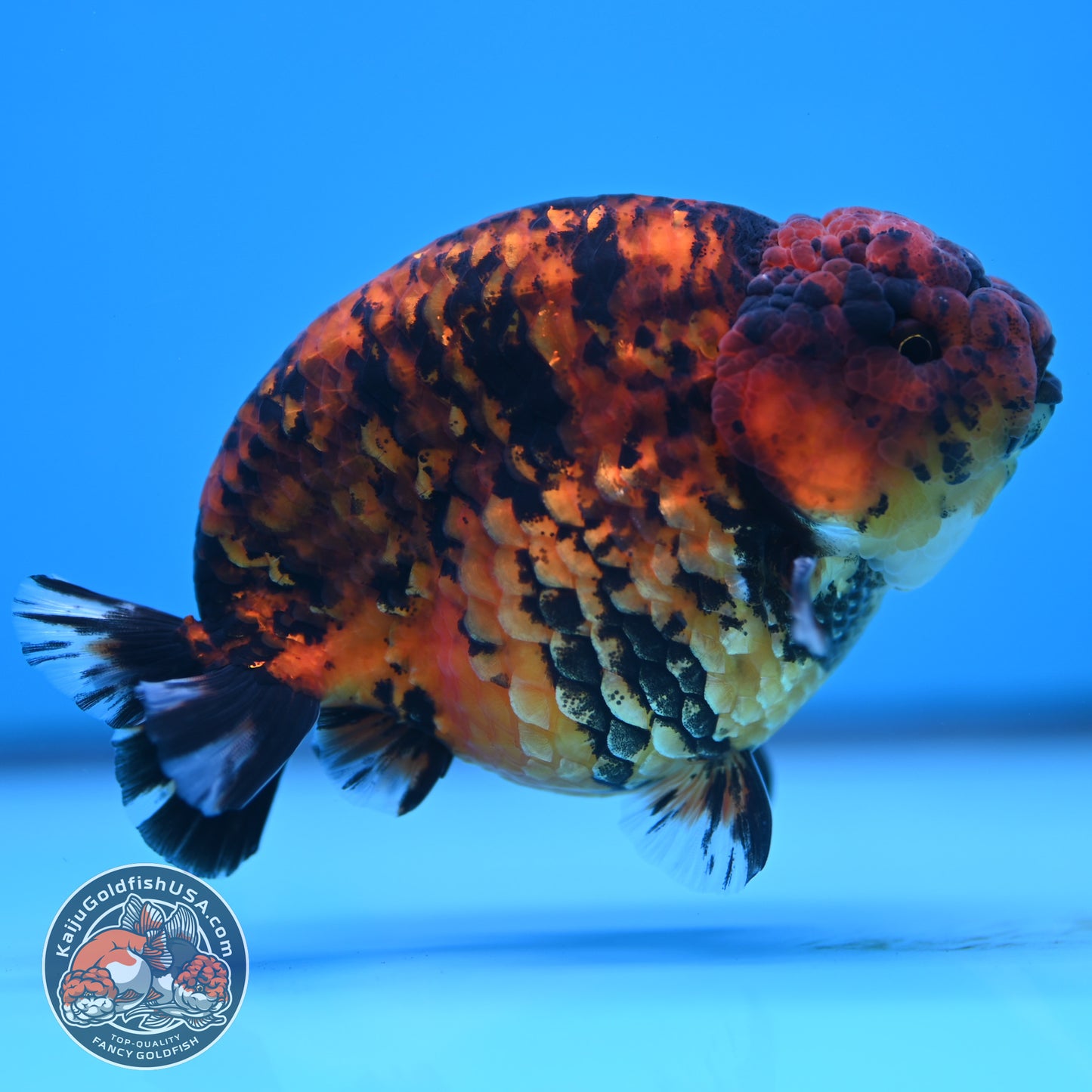 Tiger Ranchu 4.5 inches Body (250516_RC02)