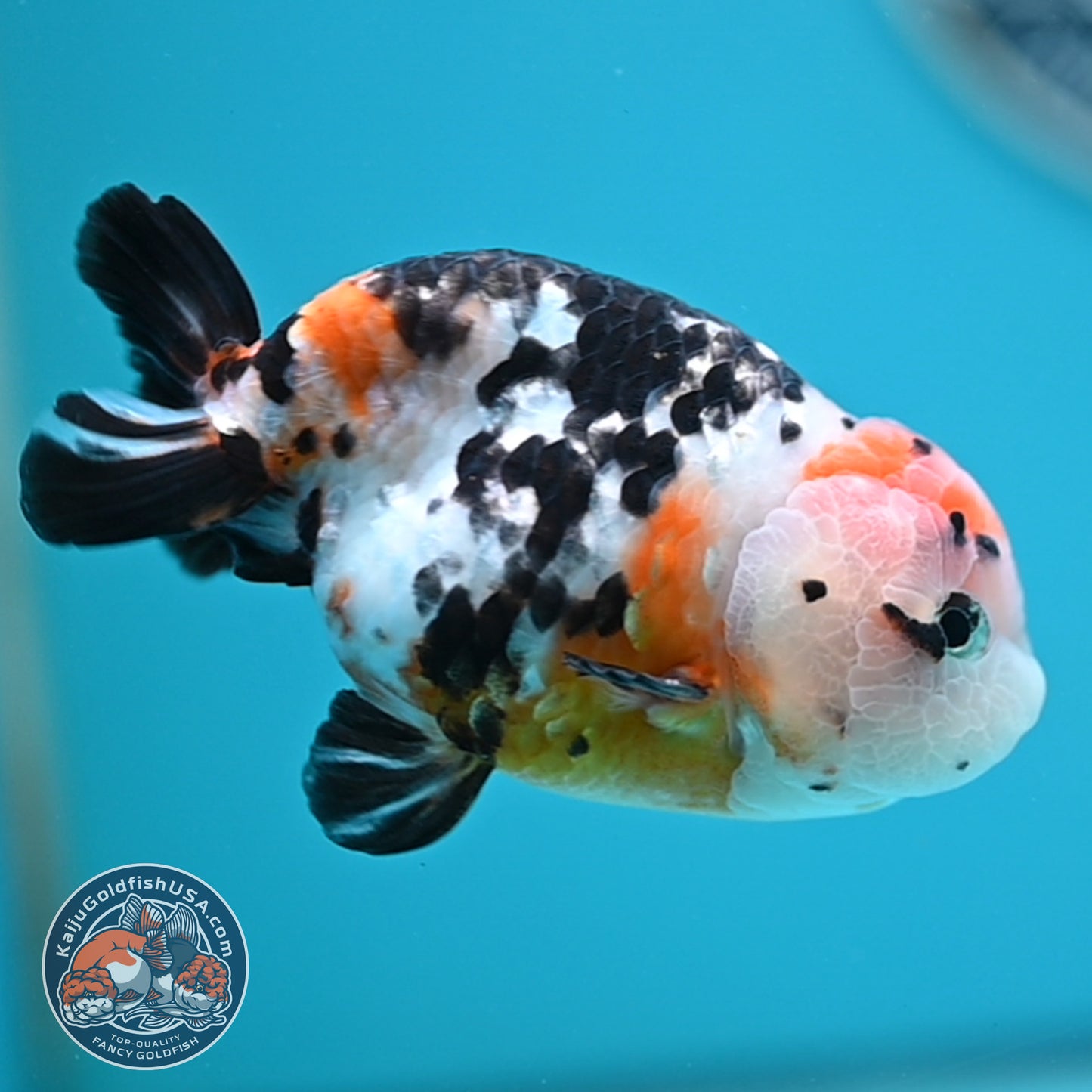 Cow Ranchu 3.75 inches Body (250502_RC02)