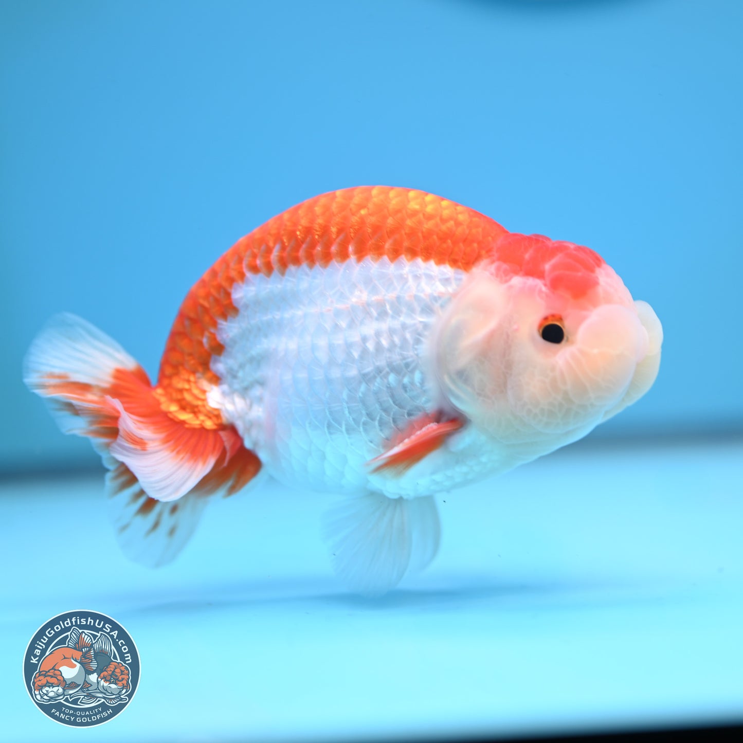 Red White Buffalo Ranchu 5 inches (241025_RC02) - Kaiju Goldfish USA