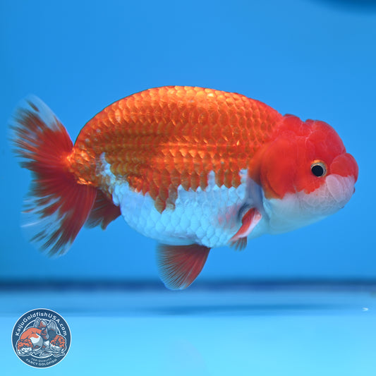 Red White Buffalo Ranchu 4-5 in (241011_RC02) - Kaiju Goldfish USA