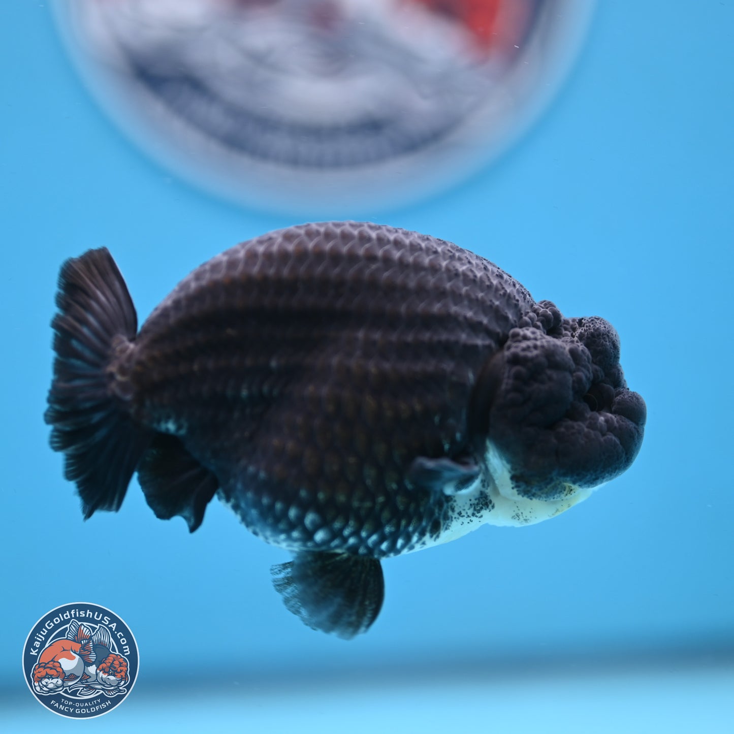 Blue Base Black Ranchu 3.75 inches Body - Male (250103_RC02) - Kaiju Goldfish USA