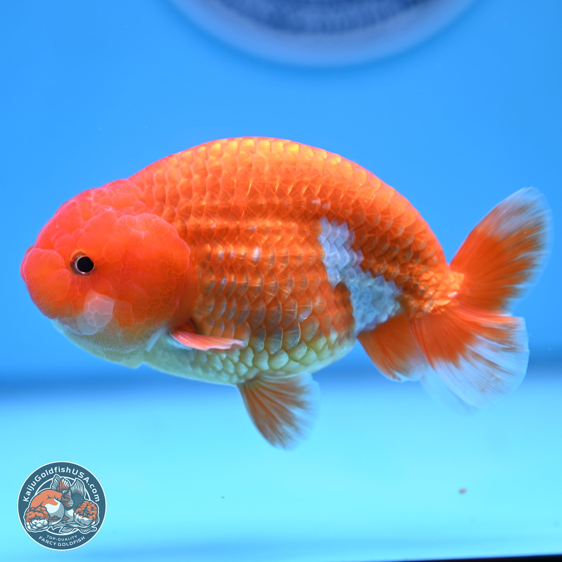 Red White Ranchu 4in Body (240802_RC02) - Kaiju Goldfish USA