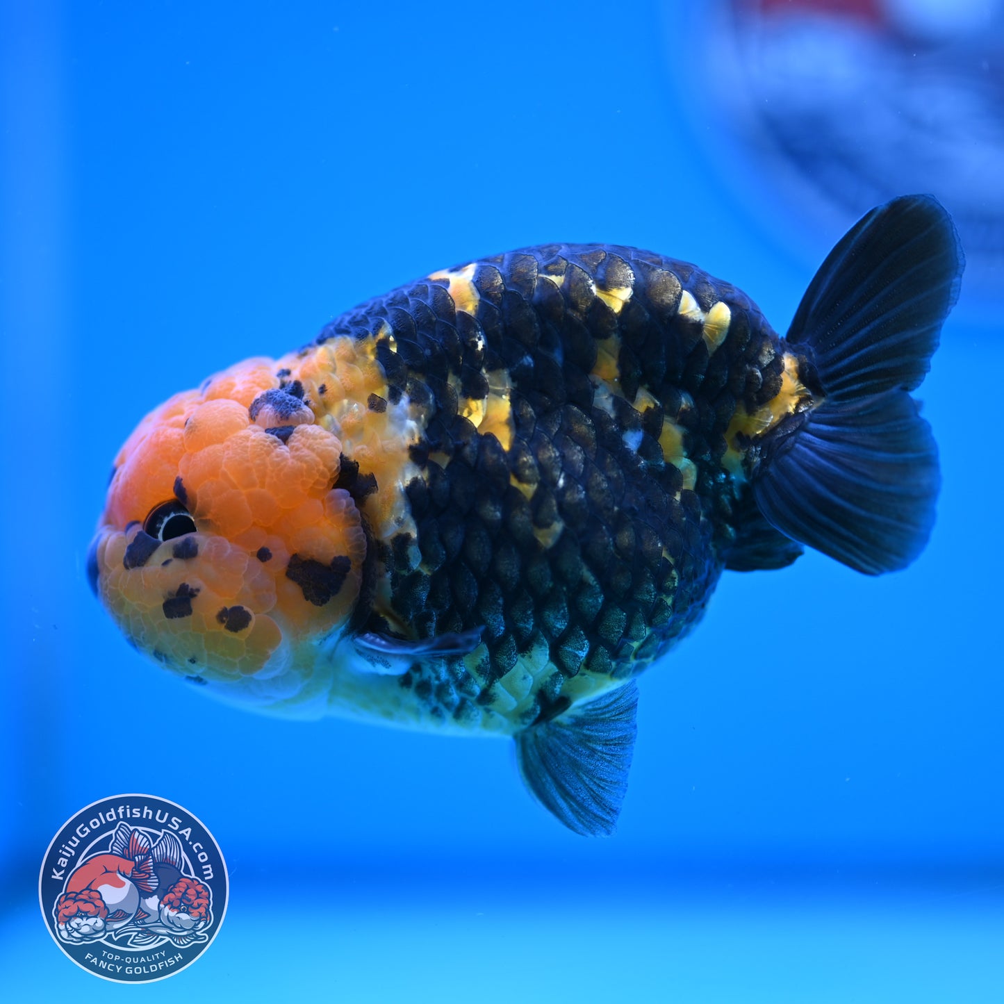 Read Description - Heavy Ink Ranchu 4 inches Body - Male (250418_RC02)