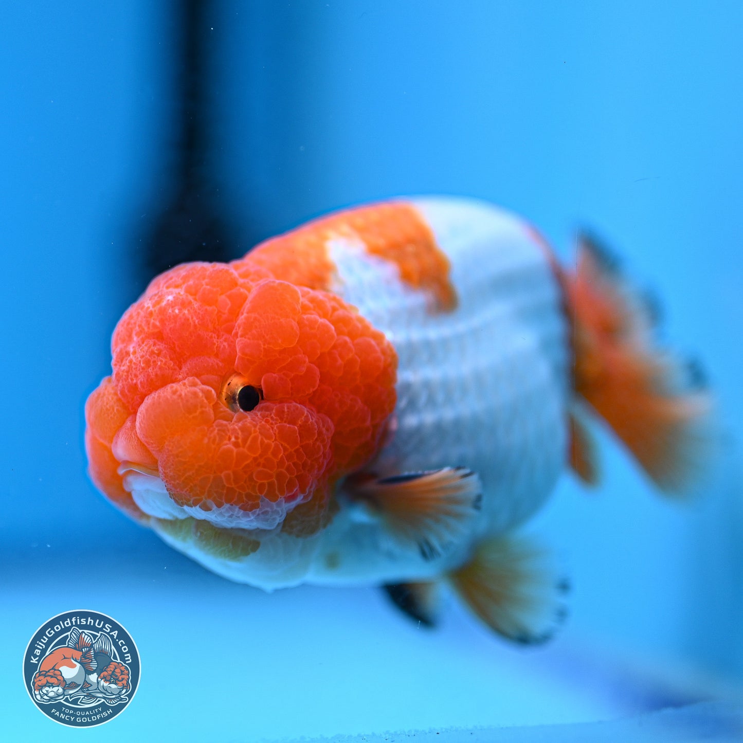 A Grade Red White Lionchu 4-4.5 inches (240906_RC02) - Kaiju Goldfish USA