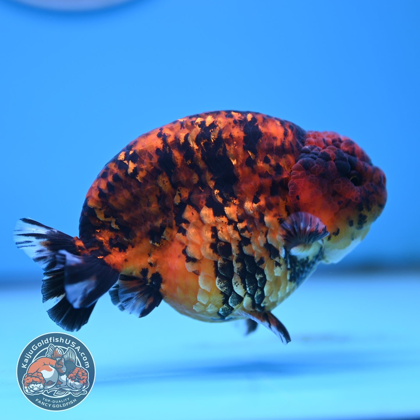 Tiger Ranchu 4.5 inches Body (250516_RC02)