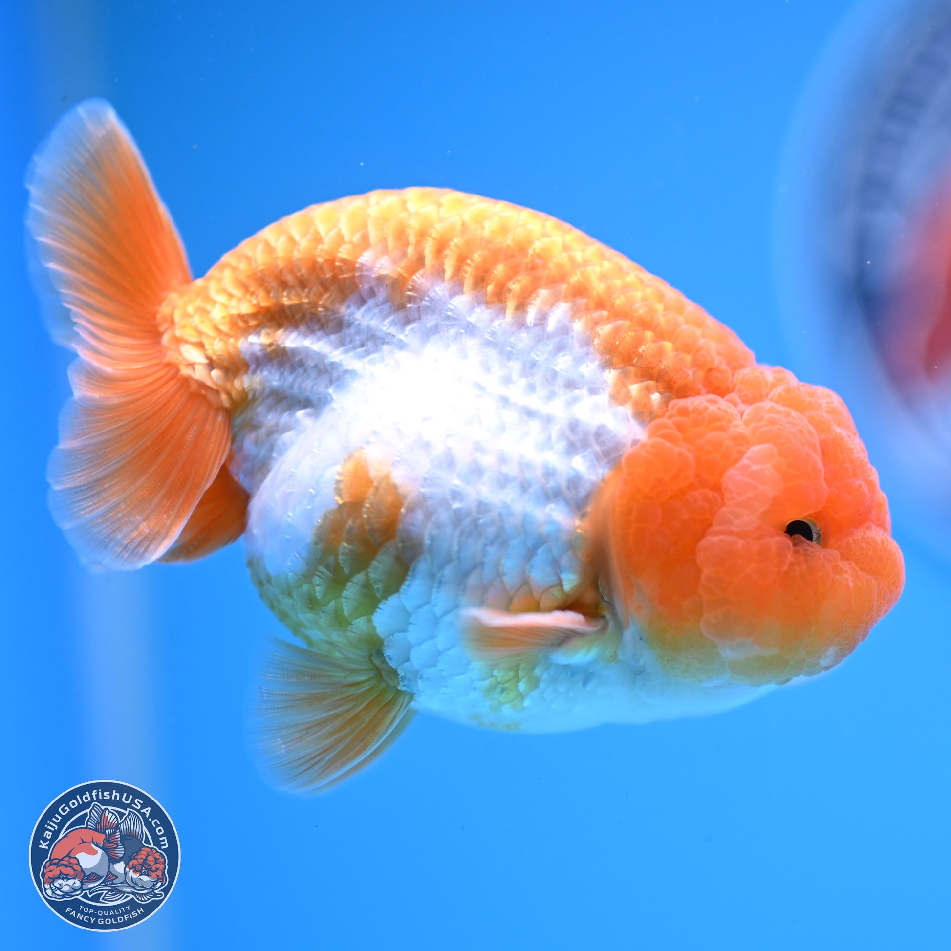 Red White Lionchu 3.5in Body (240823_RC02) - Kaiju Goldfish USA