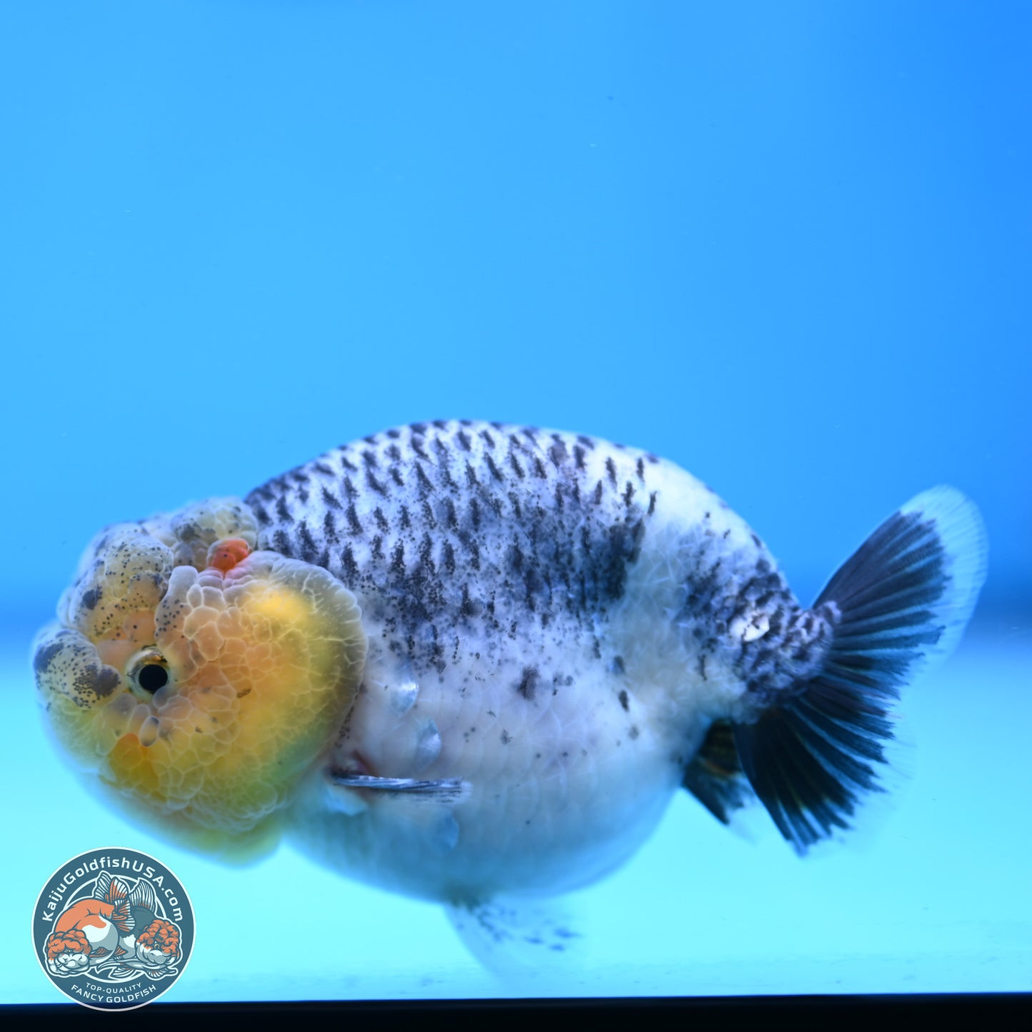 READ DESCRIPTION: Blue Based Ranchu 3.5 inches Body - Male (250307_RC02)
