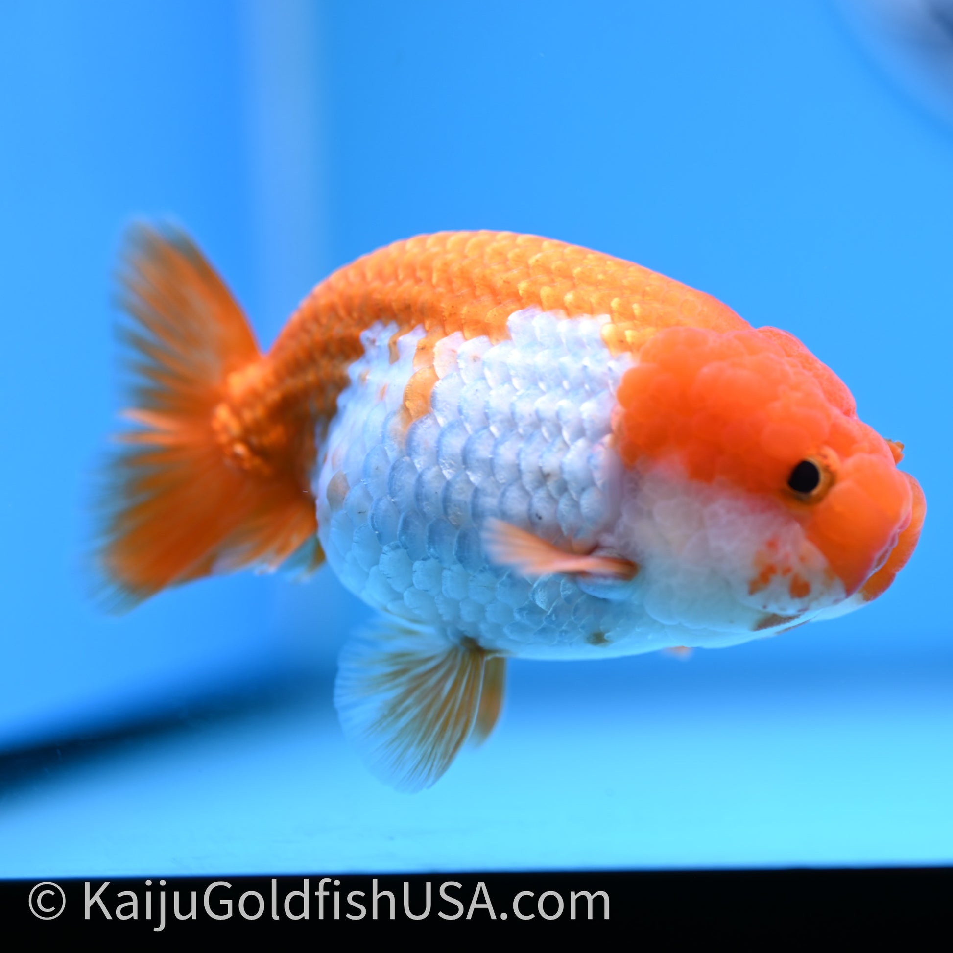 Red White Lionchu 4in body (240726_RC02) - Kaiju Goldfish USA