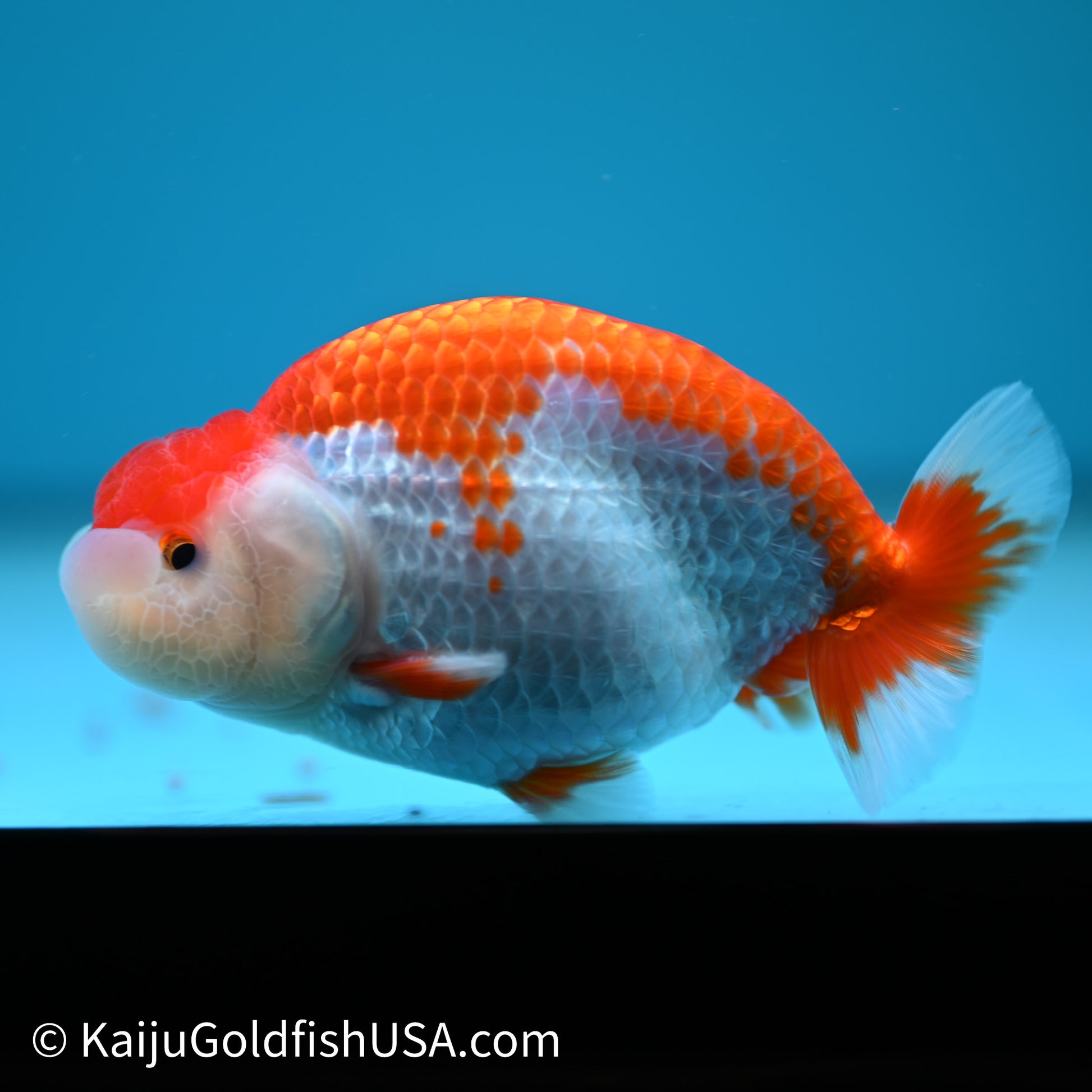 Red White Buffalo Ranchu 4in Body (240614_RC02) - Kaiju Goldfish USA