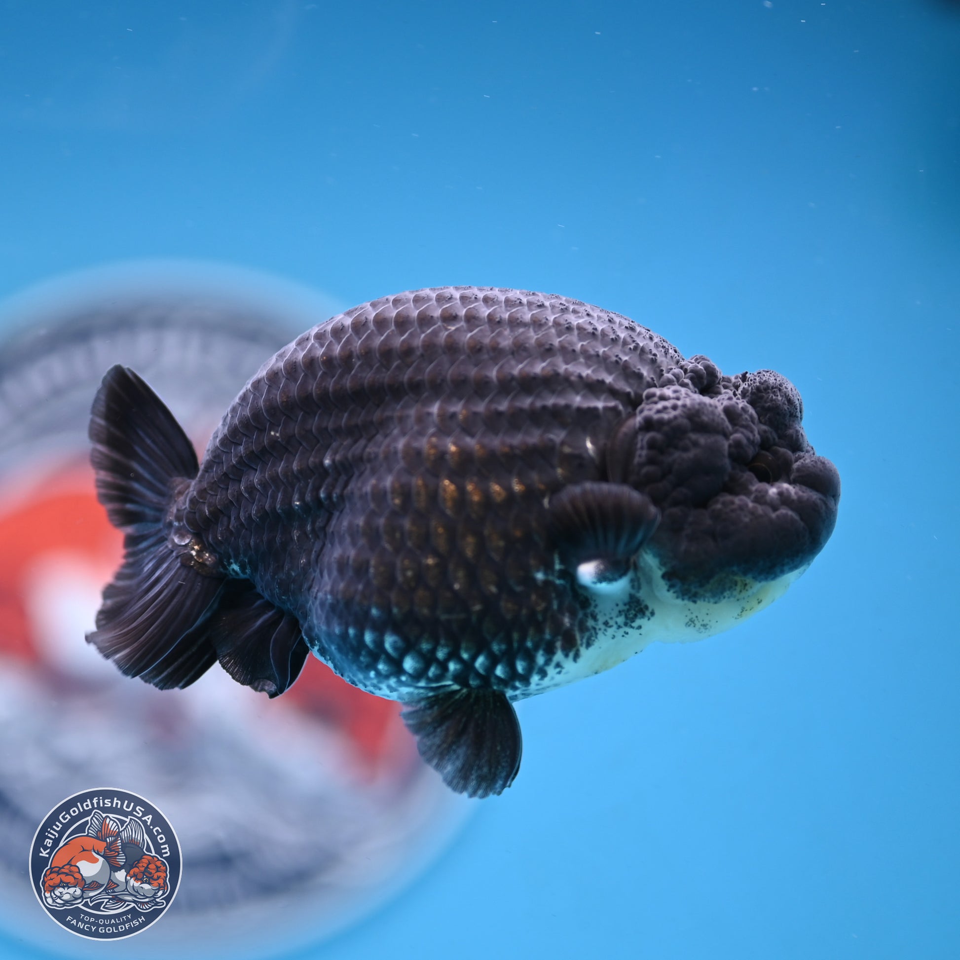 Blue Base Black Ranchu 3.75 inches Body - Male (250103_RC02) - Kaiju Goldfish USA