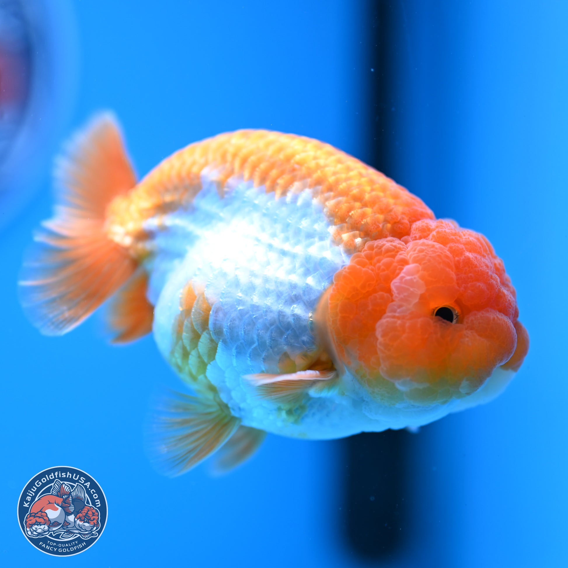 Red White Lionchu 3.5in Body (240823_RC02) - Kaiju Goldfish USA