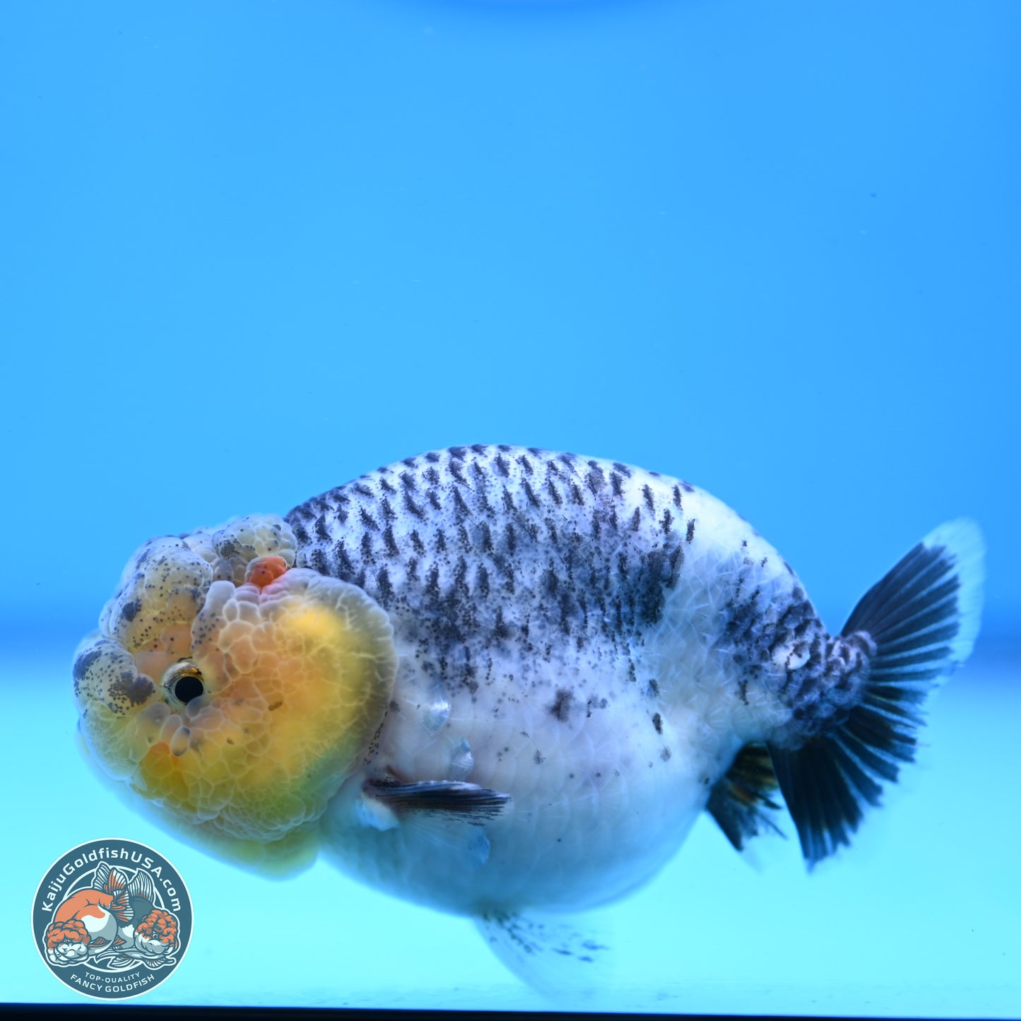 READ DESCRIPTION: Blue Based Ranchu 3.5 inches Body - Male (250307_RC02)