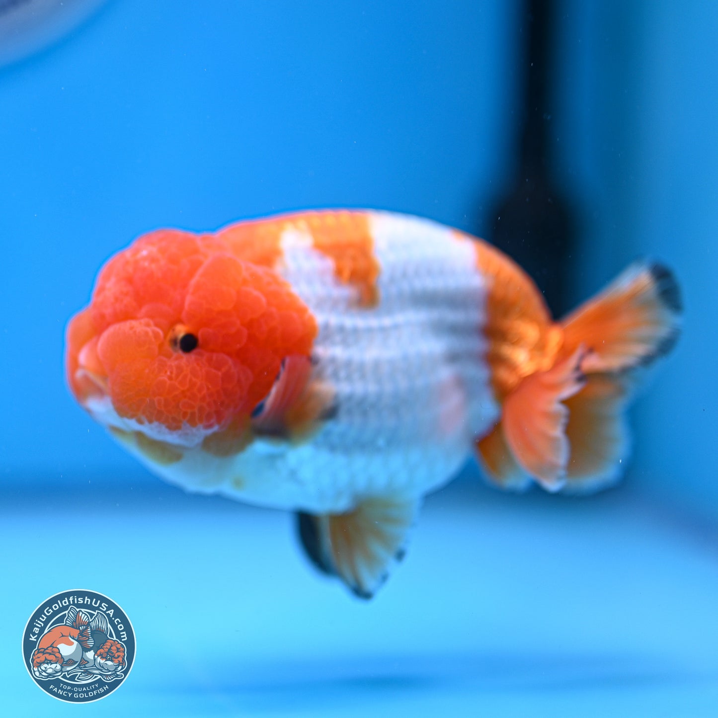 A Grade Red White Lionchu 4-4.5 inches (240906_RC02) - Kaiju Goldfish USA