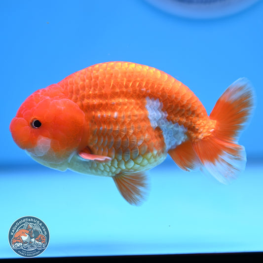 Red White Ranchu 4in Body (240802_RC02) - Kaiju Goldfish USA