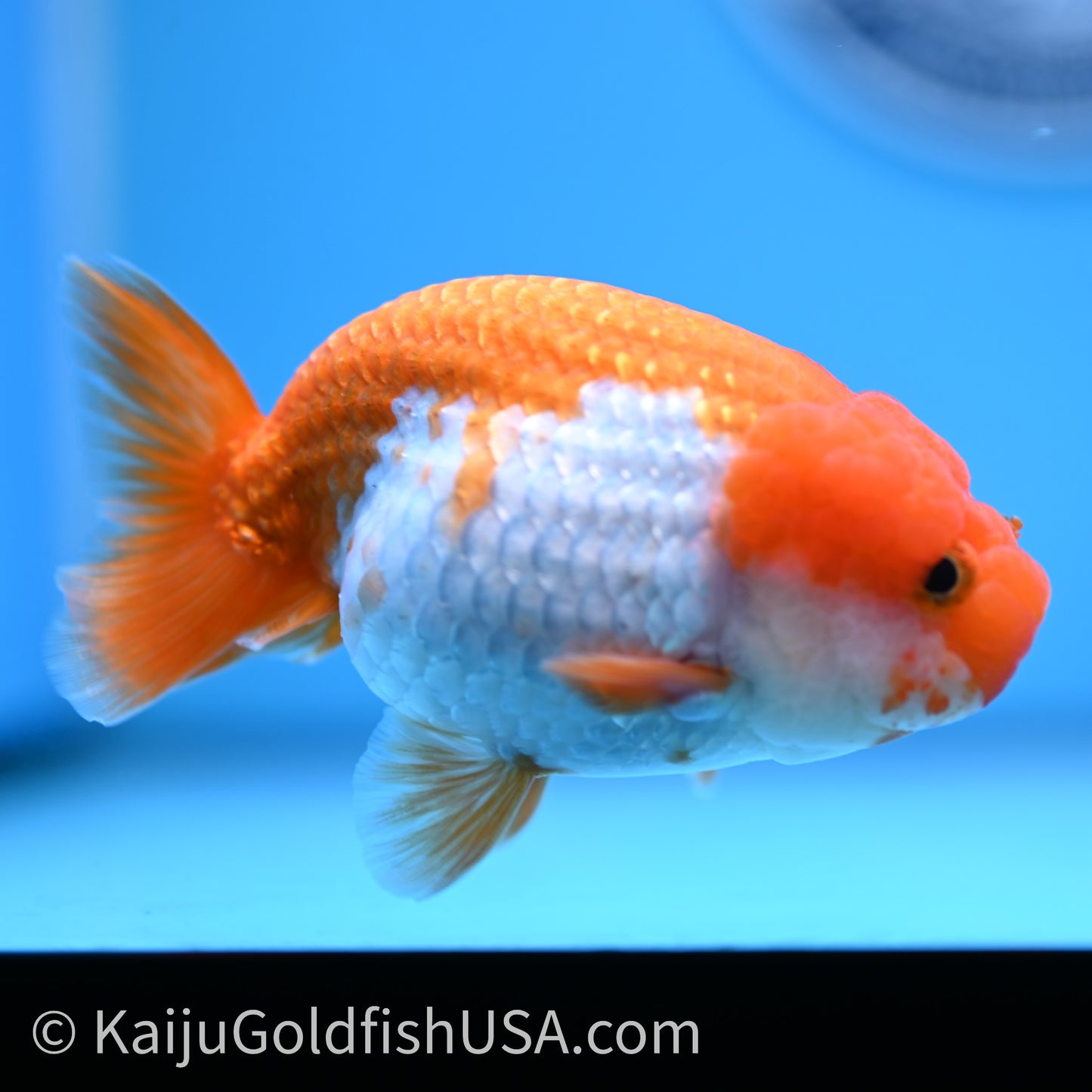 Red White Lionchu 4in body (240726_RC02) - Kaiju Goldfish USA