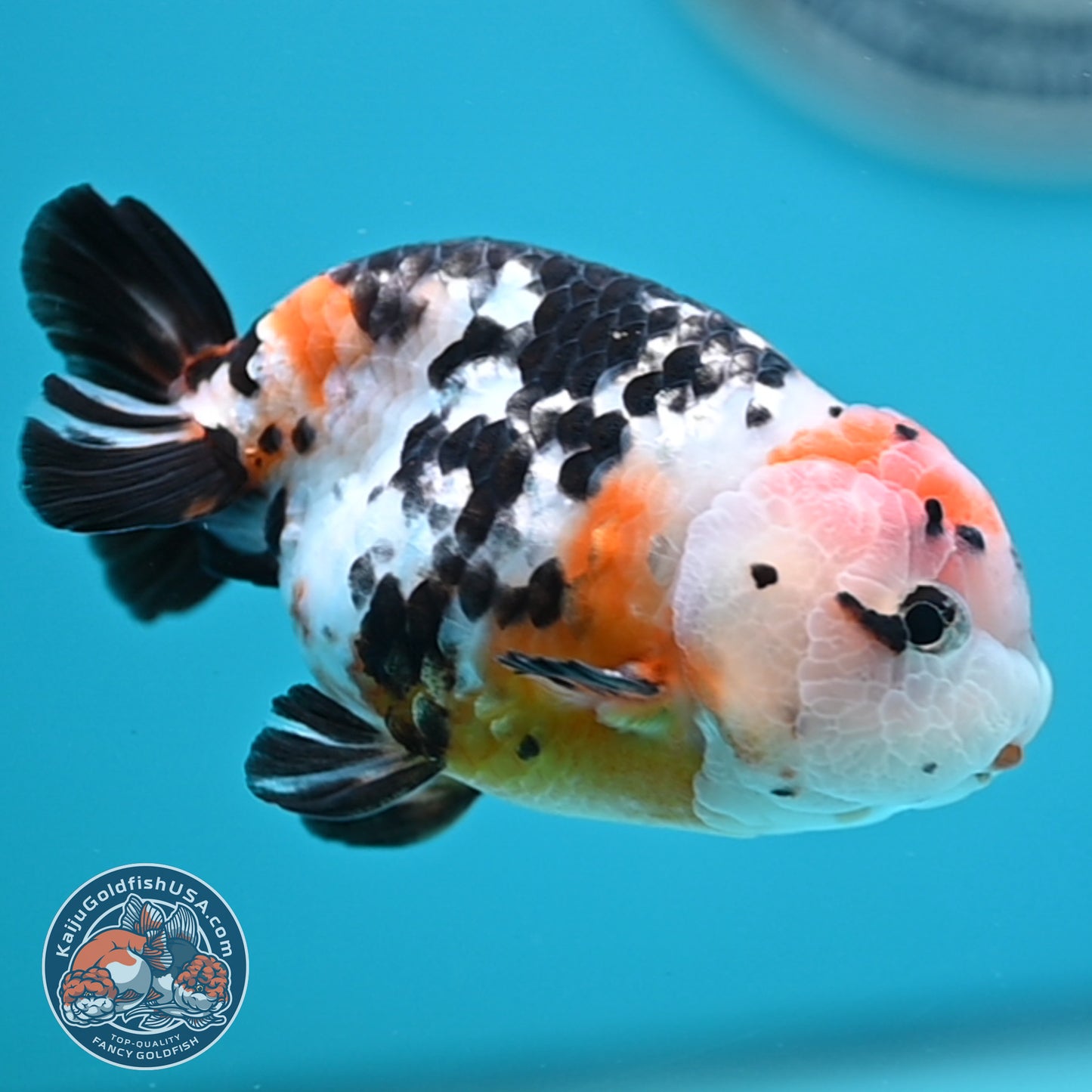 Cow Ranchu 3.75 inches Body (250502_RC02)