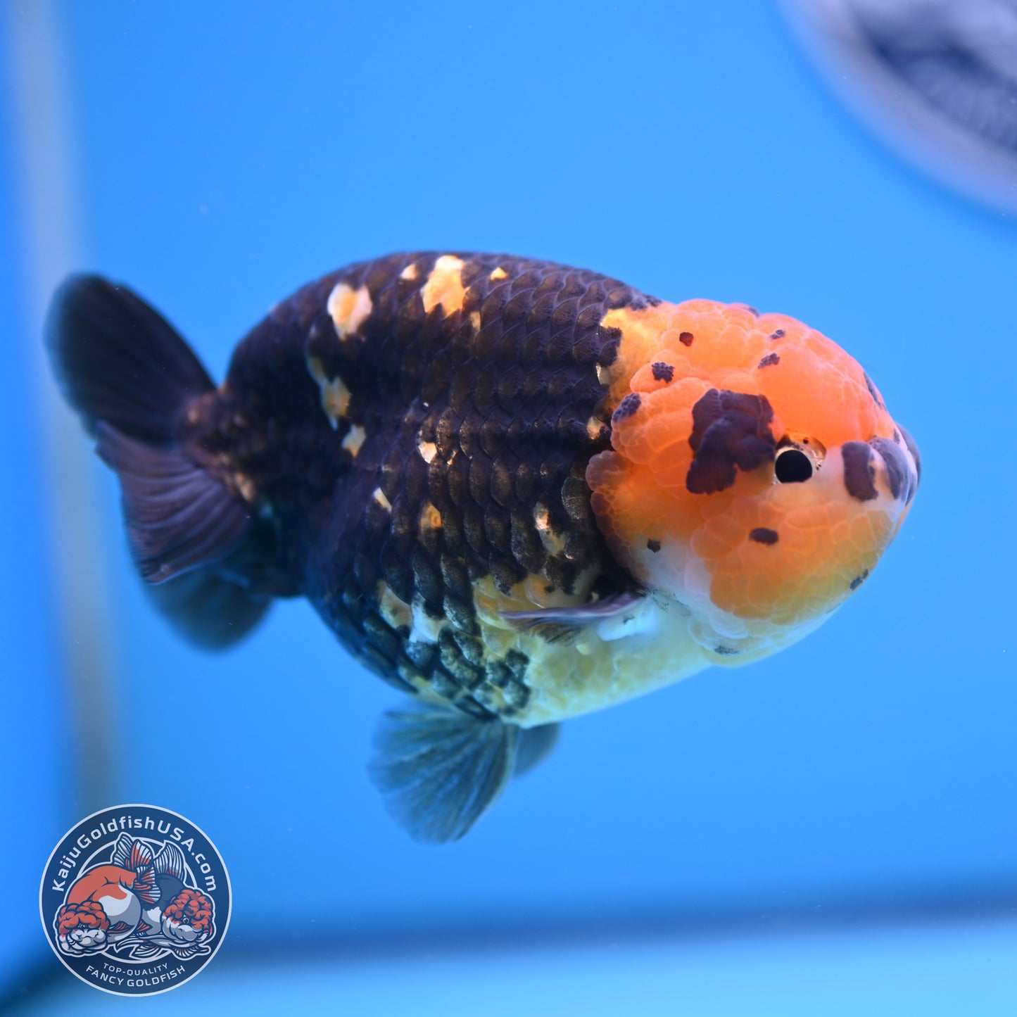 Read Description - Heavy Ink Ranchu 4 inches Body - Male (250418_RC02)
