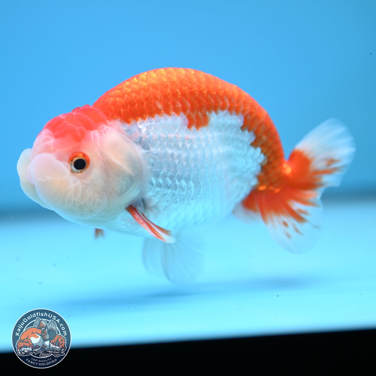 Red White Buffalo Ranchu 5 inches (241025_RC02) - Kaiju Goldfish USA