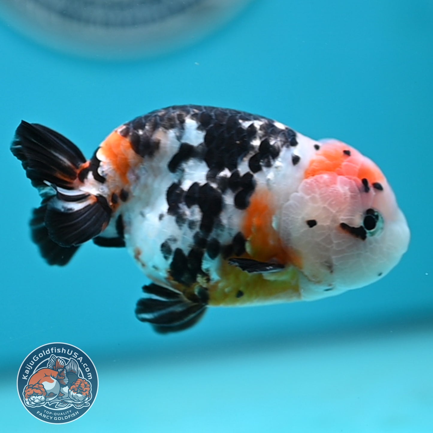 Cow Ranchu 3.75 inches Body (250502_RC02)