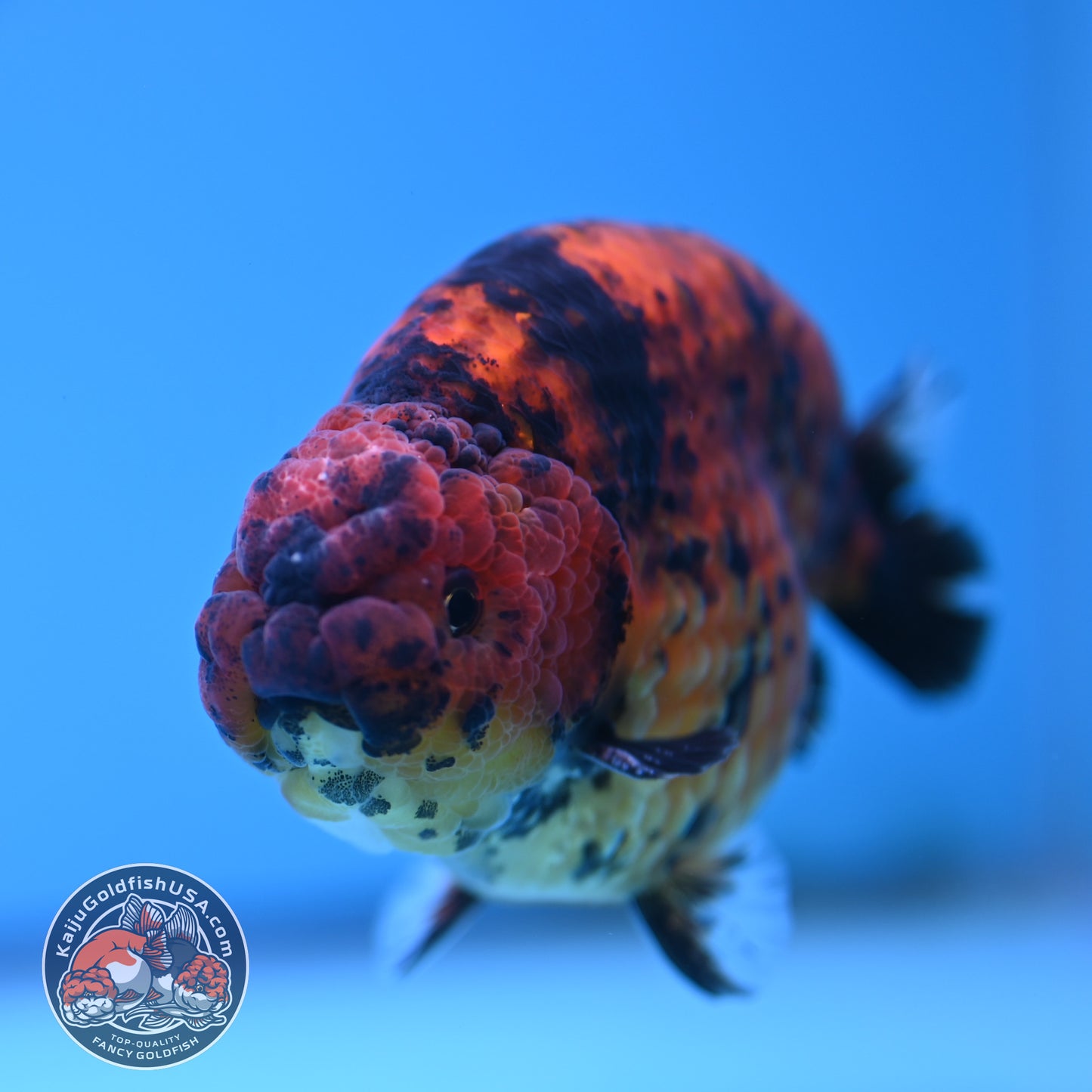 Tiger Ranchu 4.5 inches Body (250516_RC02)