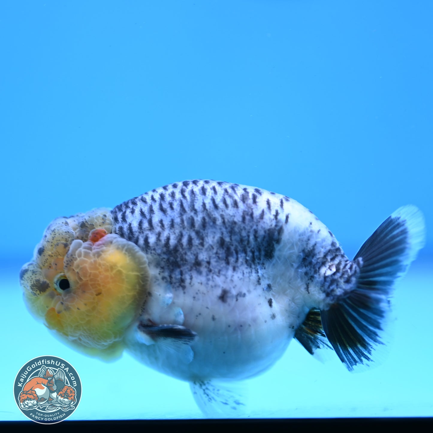 READ DESCRIPTION: Blue Based Ranchu 3.5 inches Body - Male (250307_RC02)