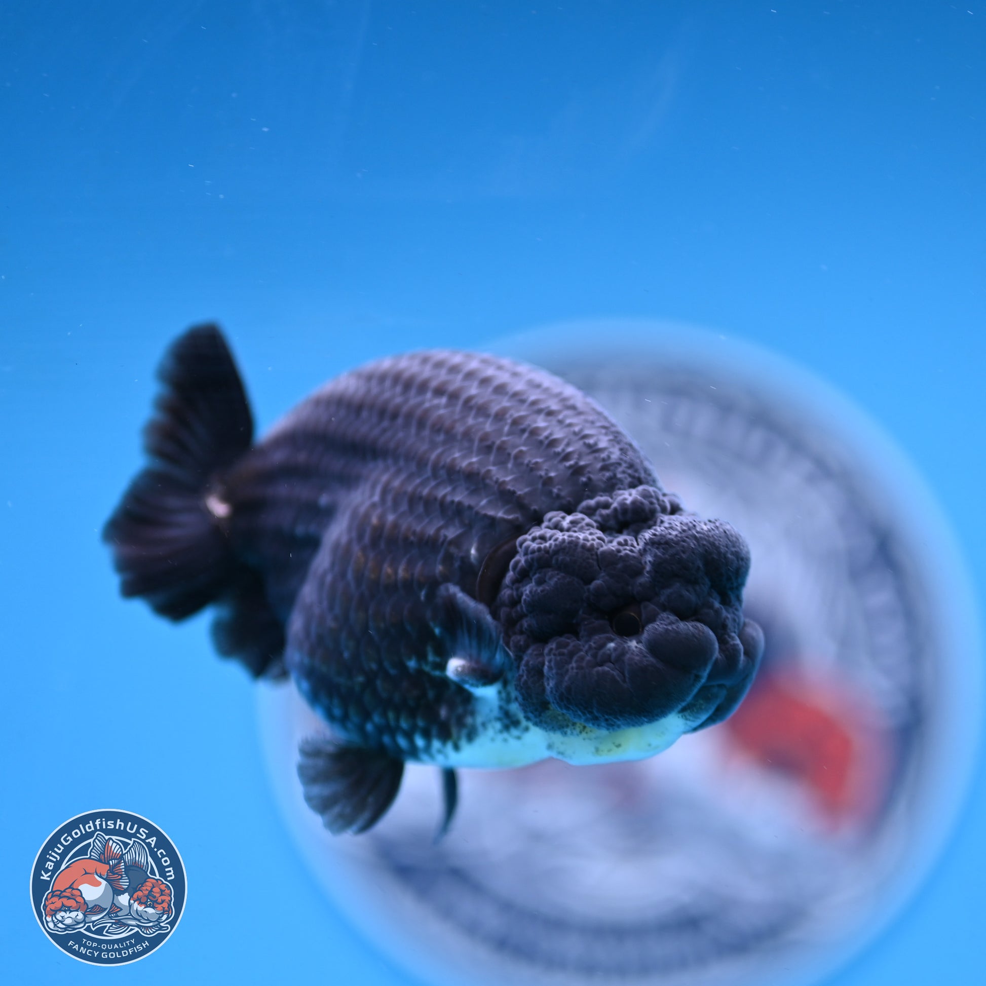 Blue Base Black Ranchu 3.75 inches Body - Male (250103_RC02) - Kaiju Goldfish USA