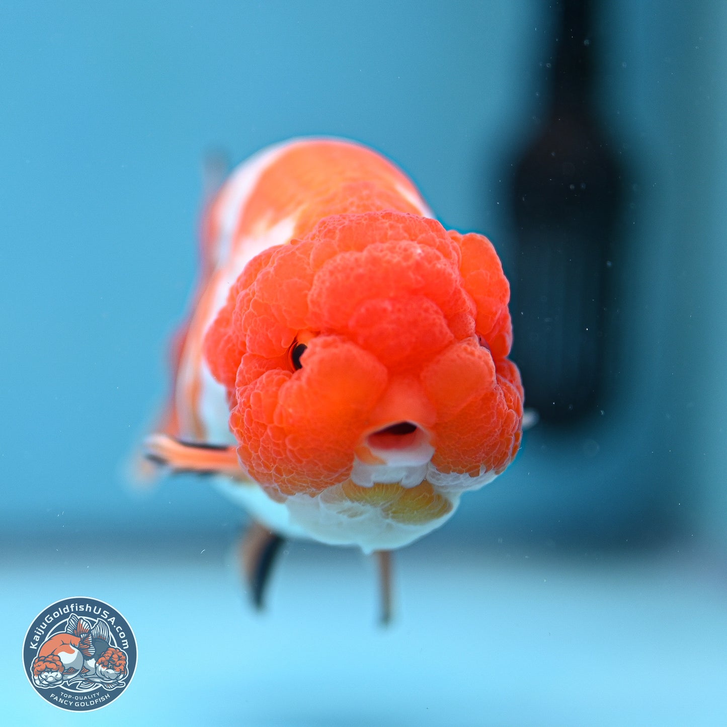 A Grade Red White Lionchu 4-4.5 inches (240906_RC02) - Kaiju Goldfish USA