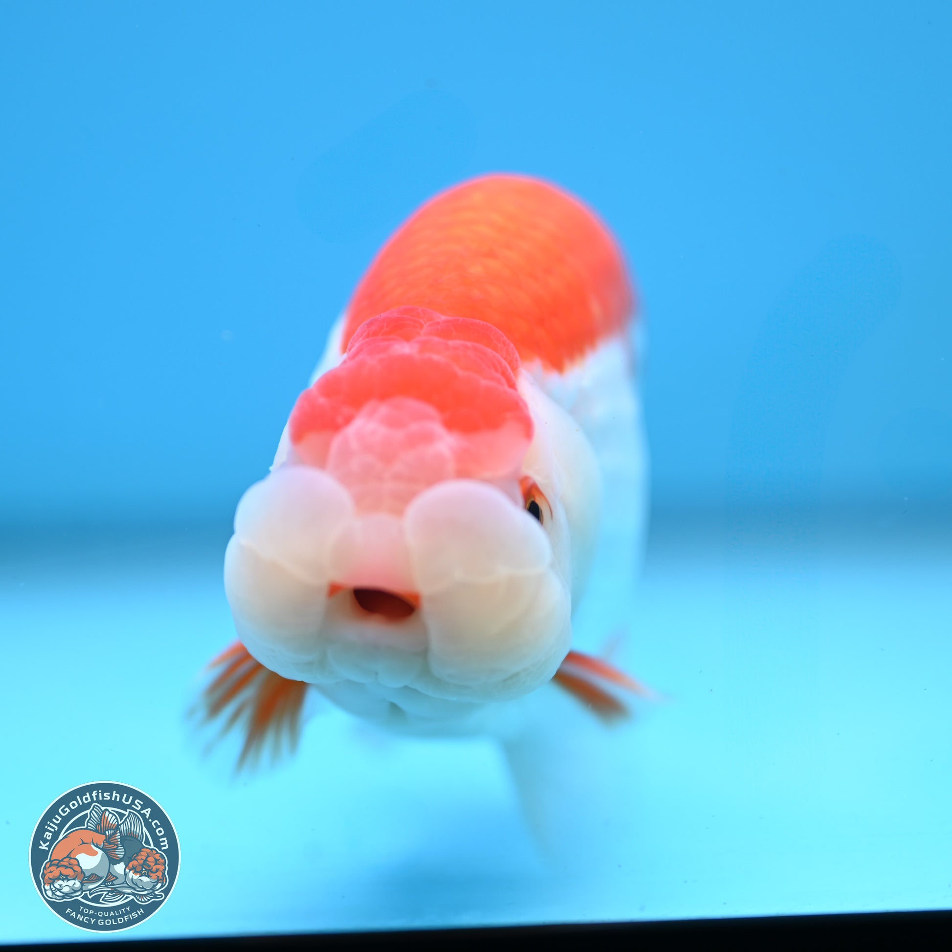 Red White Buffalo Ranchu 5 inches (241025_RC02) - Kaiju Goldfish USA