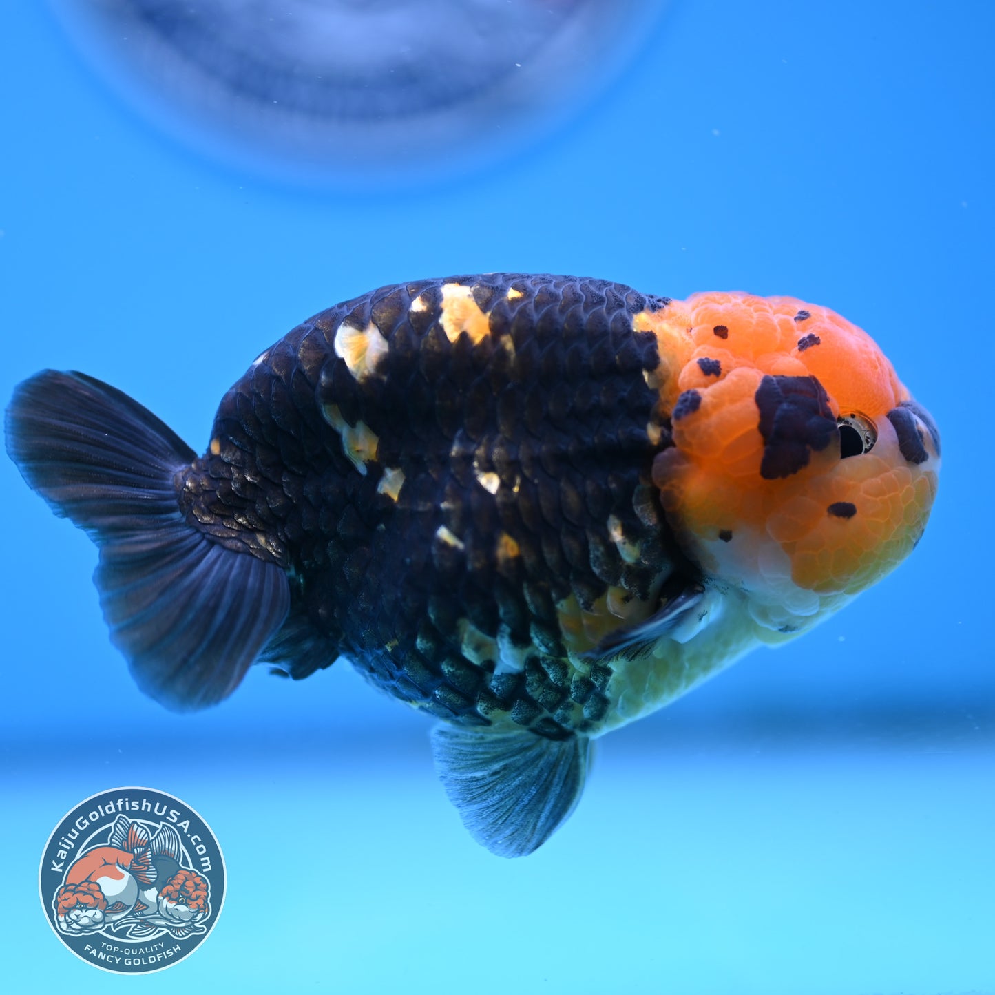 Read Description - Heavy Ink Ranchu 4 inches Body - Male (250418_RC02)