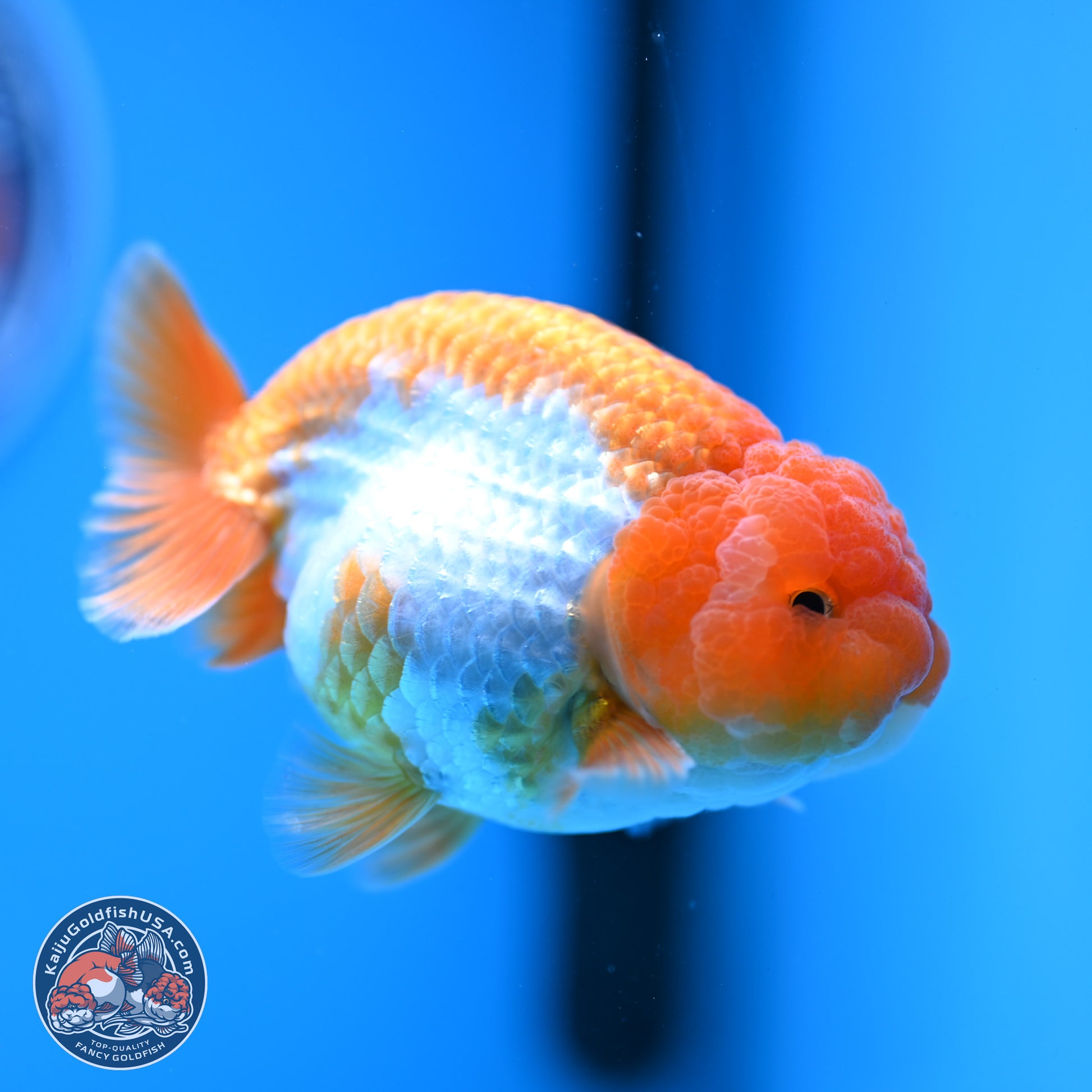 Red White Lionchu 3.5in Body (240823_RC02) - Kaiju Goldfish USA