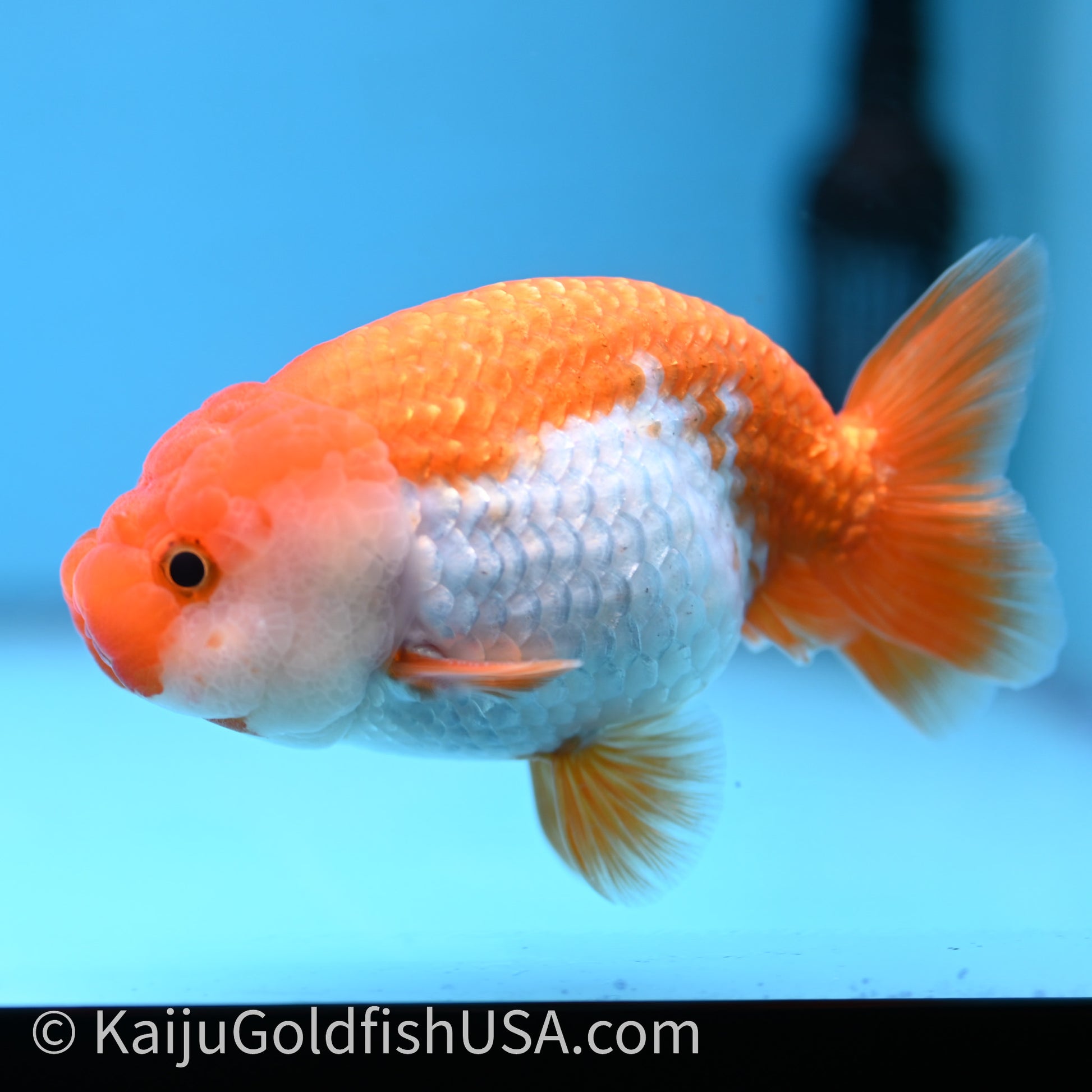 Red White Lionchu 4in body (240726_RC02) - Kaiju Goldfish USA