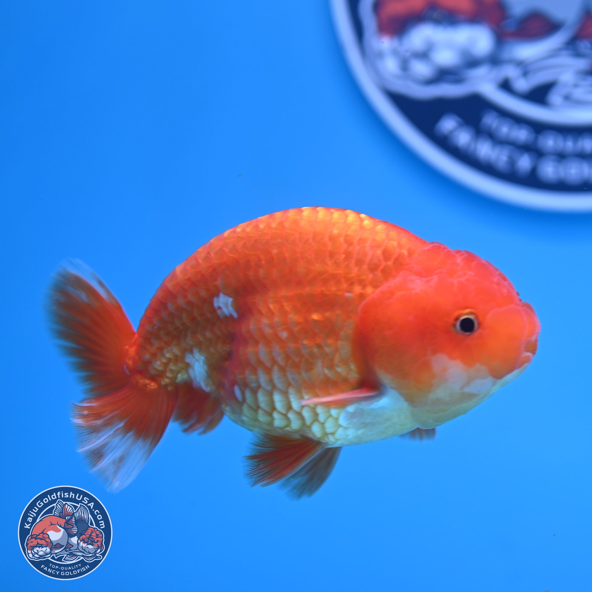 Red White Ranchu 4in Body (240802_RC02) - Kaiju Goldfish USA